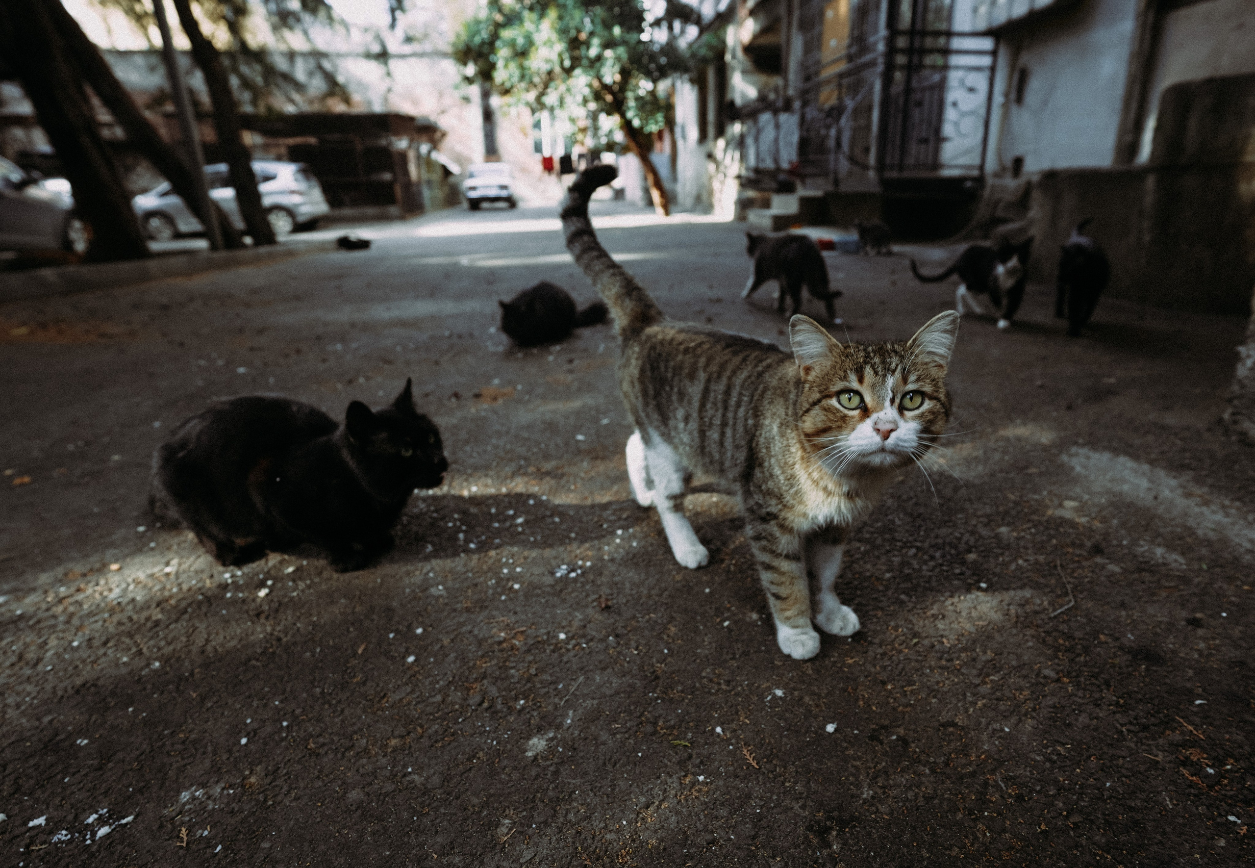 Кот шпедингера. Стрит-фотография, полная абсурда, идиотизма и красоты