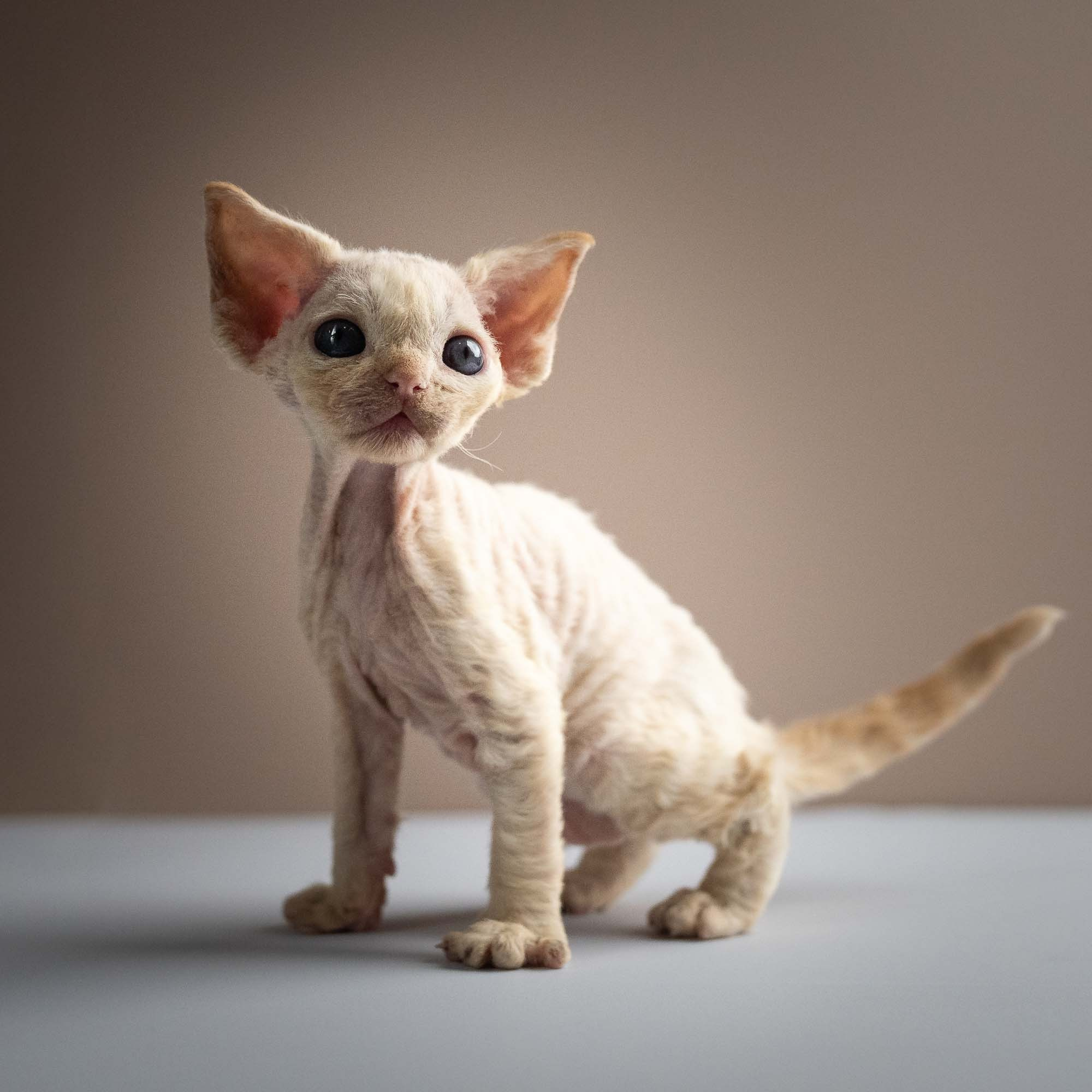 Rafael, boy, born 05.08.26. Devon Rex Pixie Cattery