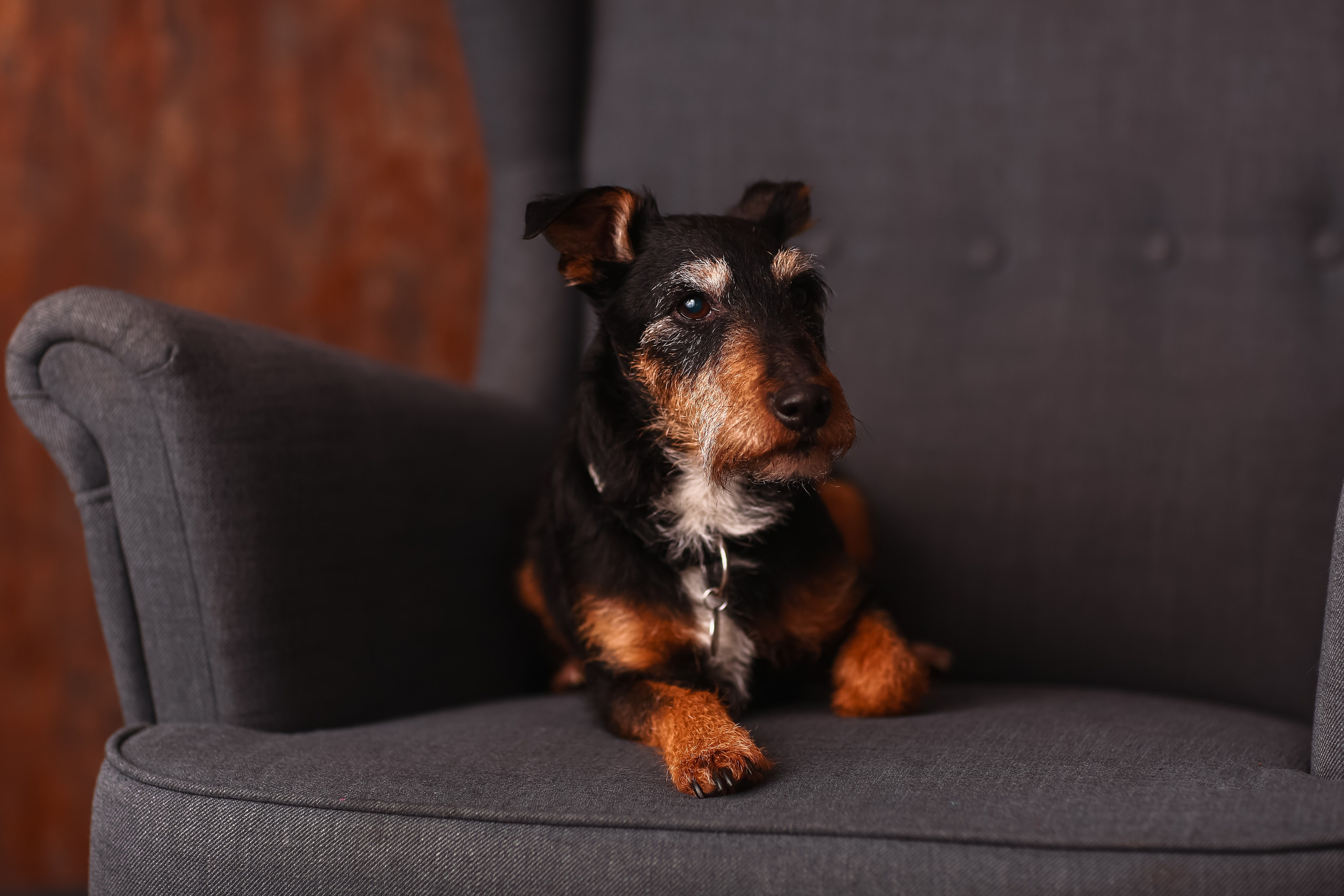 Haustiere. Neugeborenen, Familien, Geschwister Fotografin aus Delmenhorst