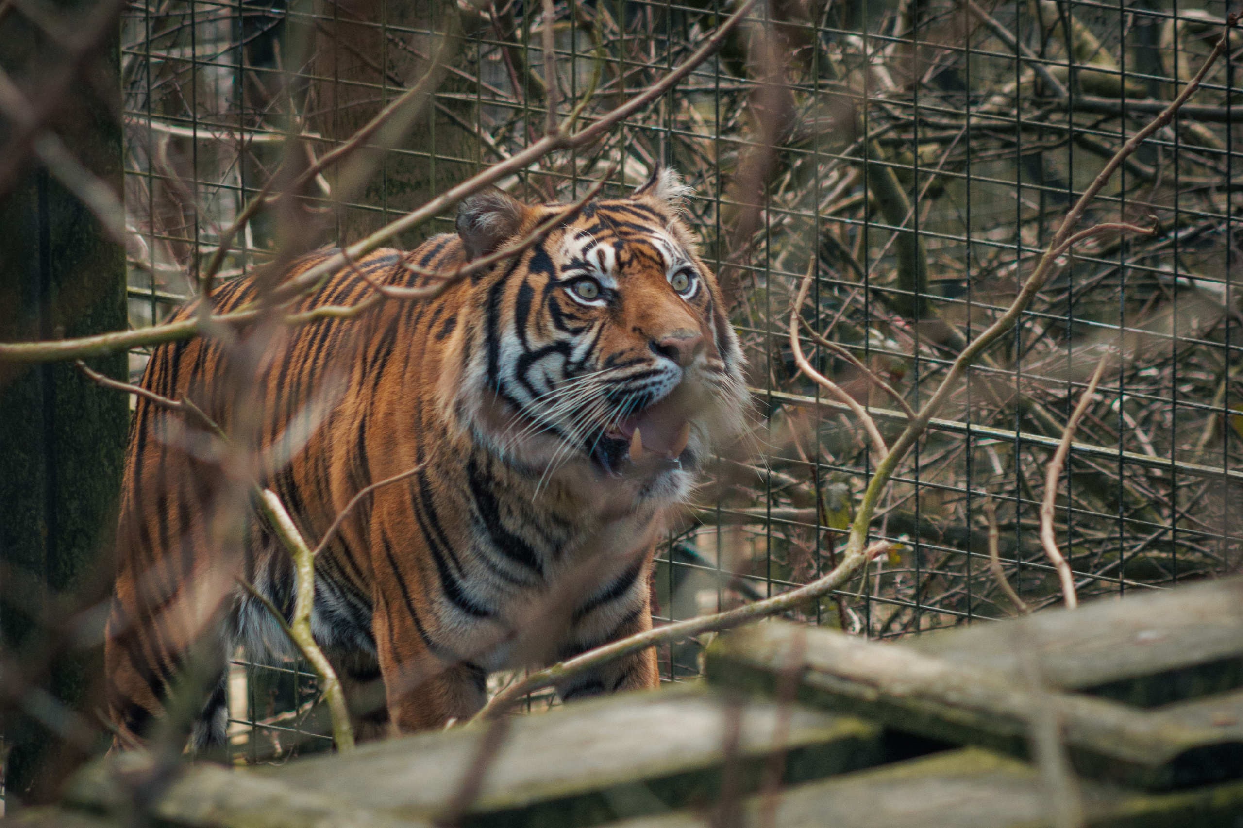 Nature. Portrait and Street photographer in Vilnius Edgar Shaipunas