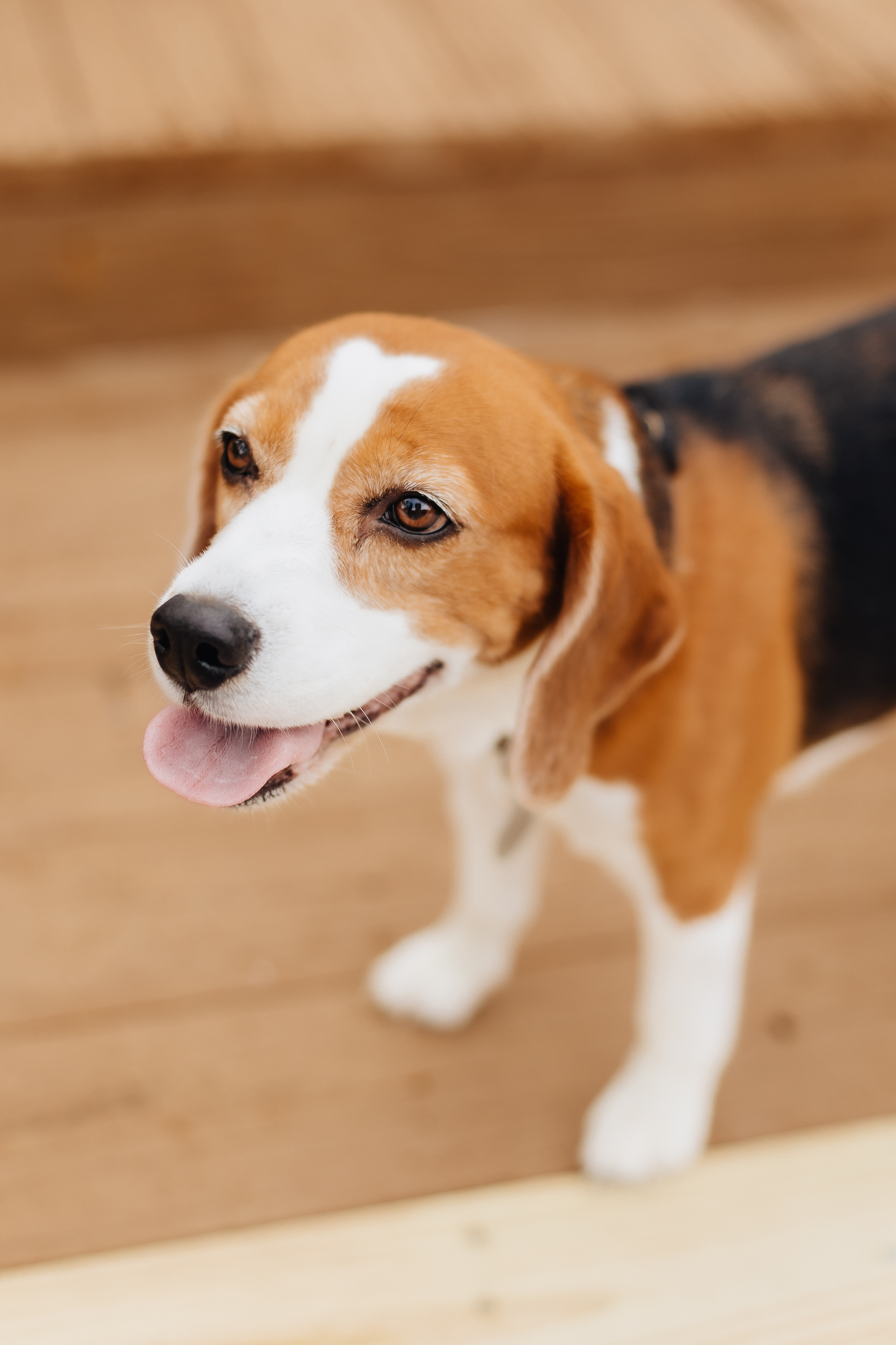 Happy Daniel. Alya Leto Photographer