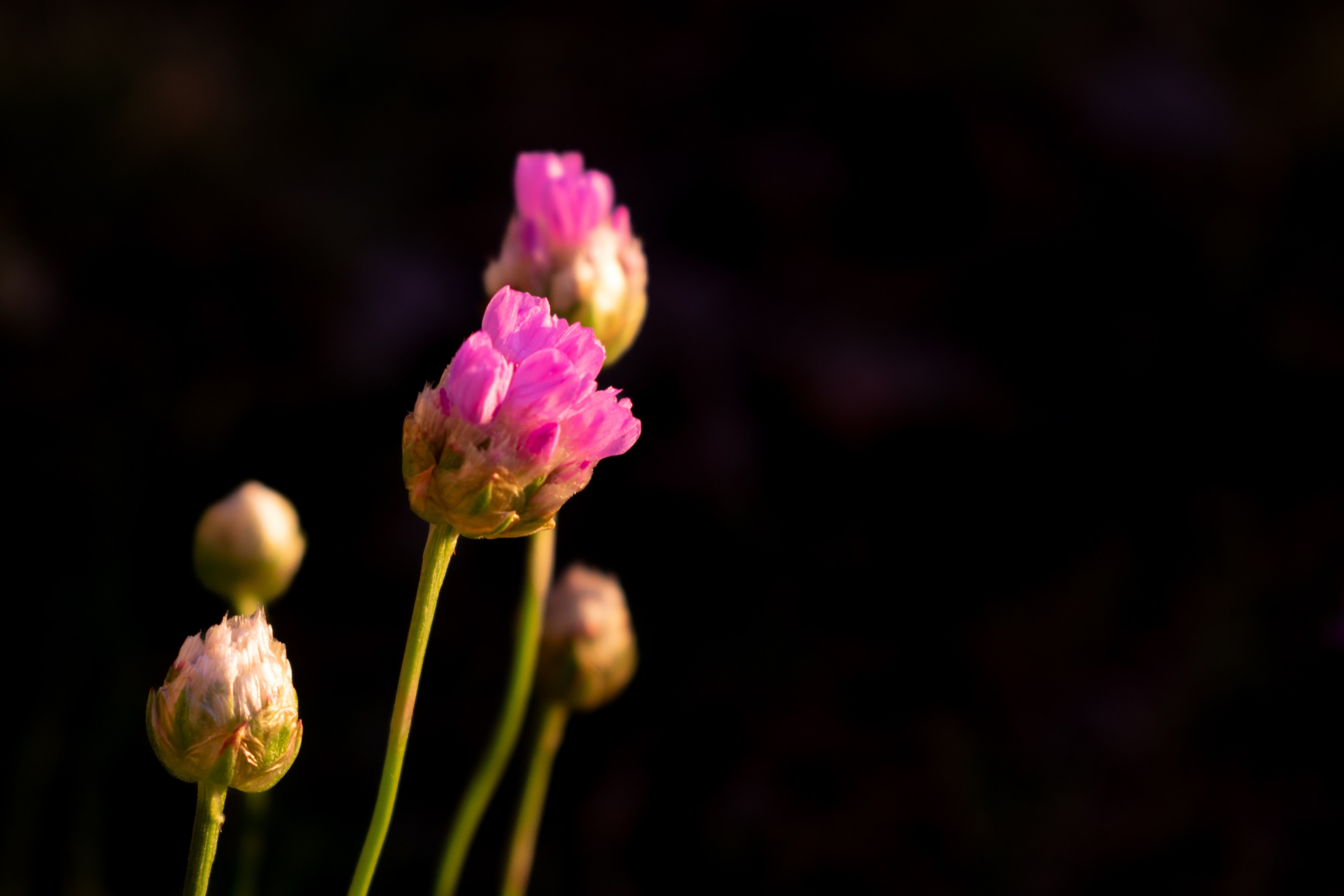 Portfolio. Photographer in Sotenäs municipality. Fotograf i Sotenäs kommun