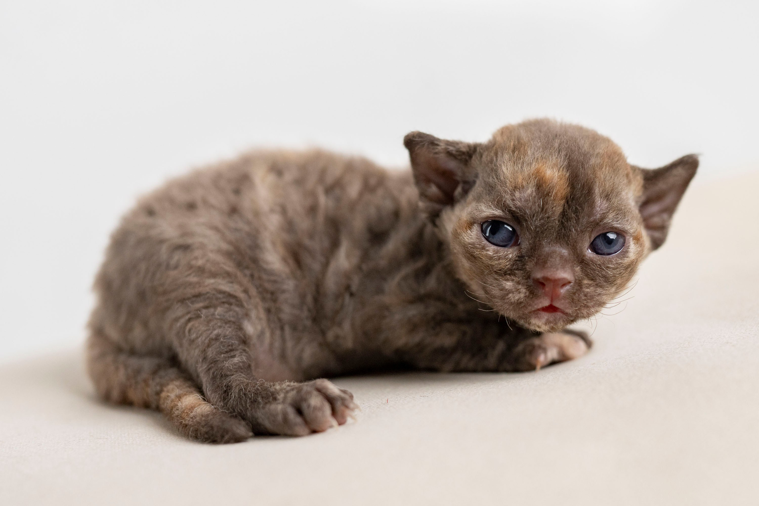 Kittens 11.23.23. Devon Rex Pixie Cattery