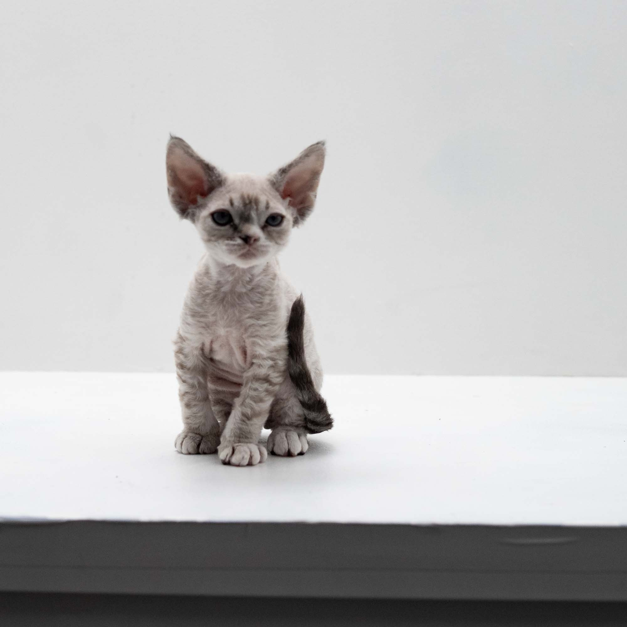 Fuzzy, boy, born on 01.01.25. Devon Rex Pixie Cattery