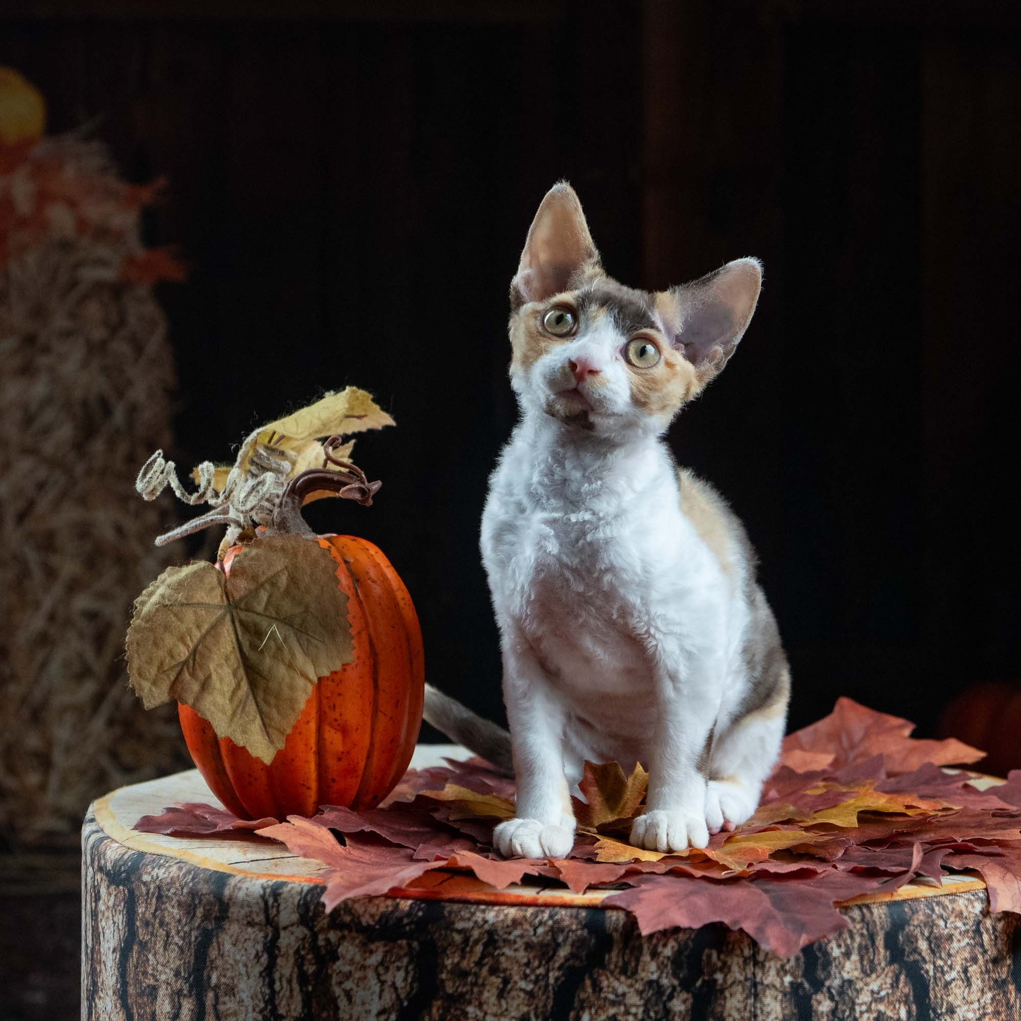 Dixie, girl, born on 06.06.24 SOLD. Devon Rex Pixie Cattery