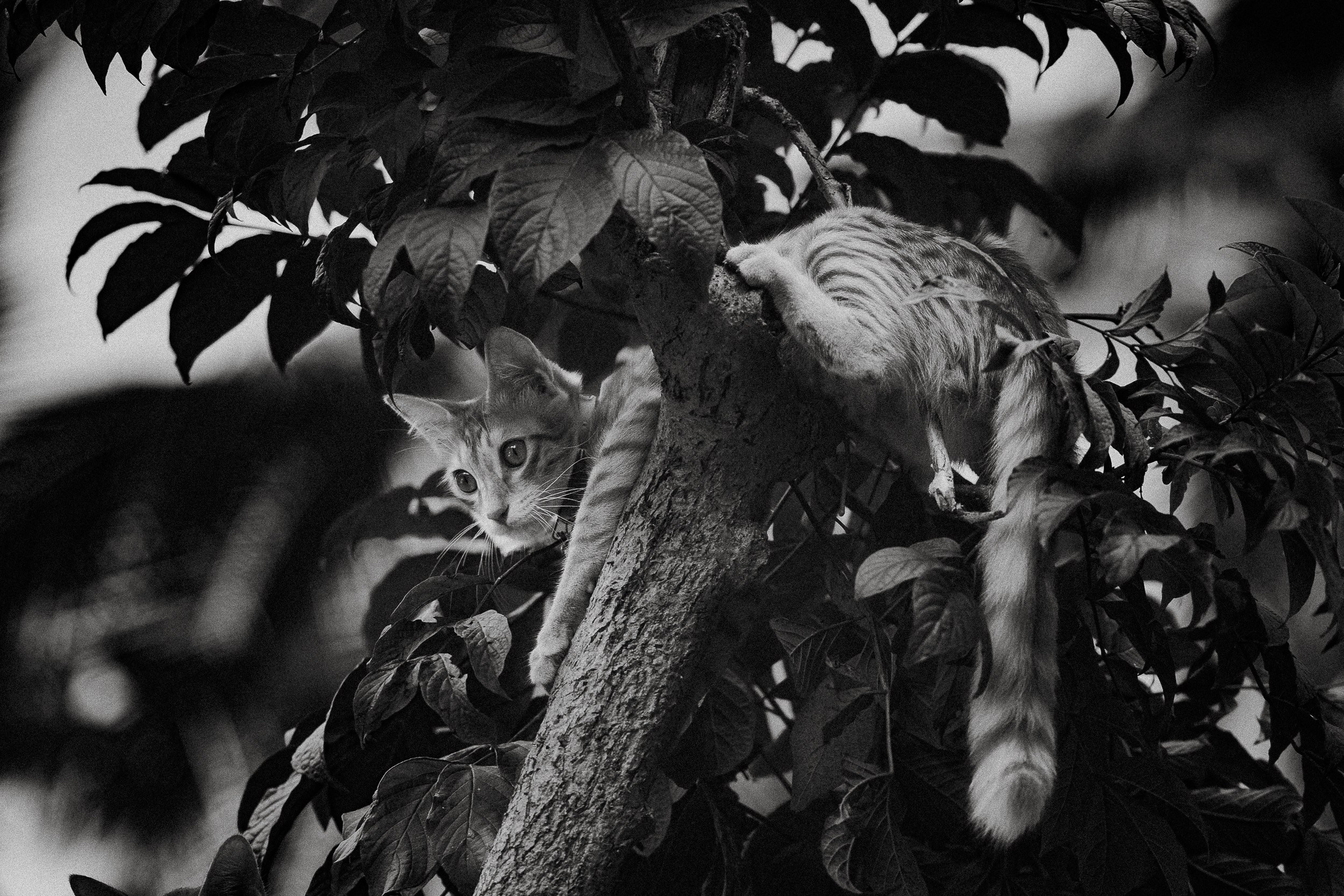 Pet photography. Portrait Photographer in Bangalore | ONEIRO by Anbu Jawahar