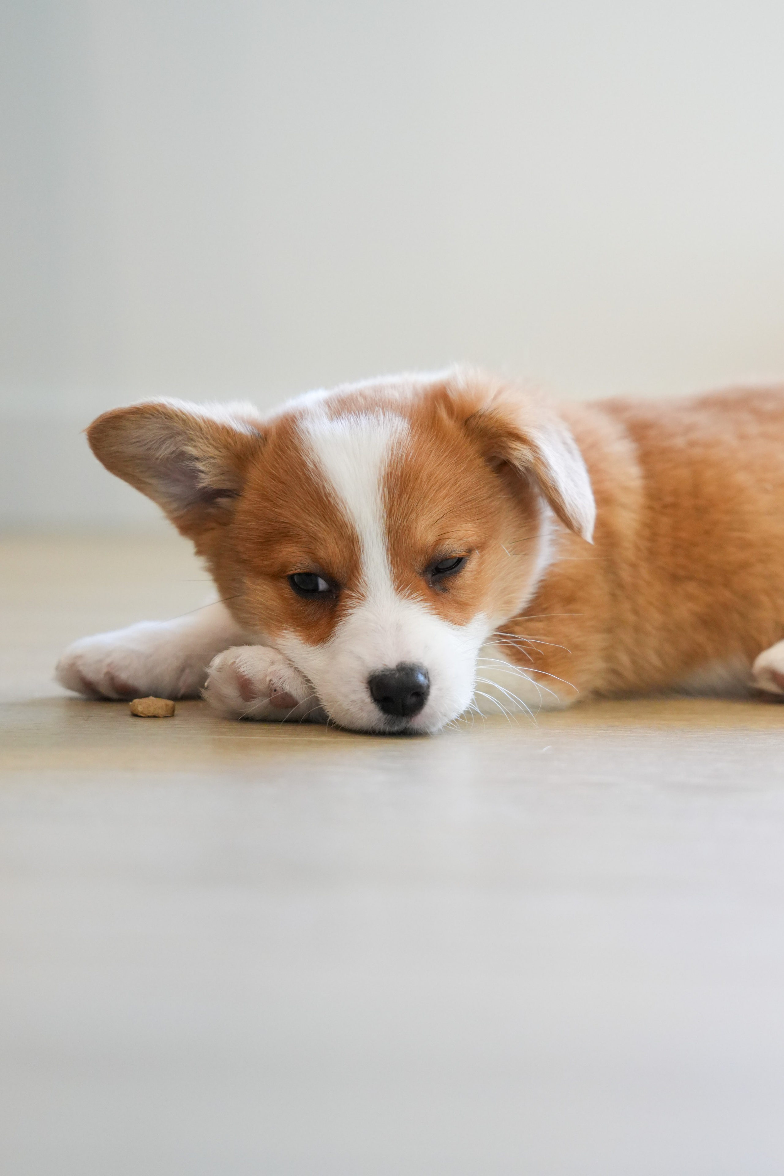 Pets. Shuttergry Photography