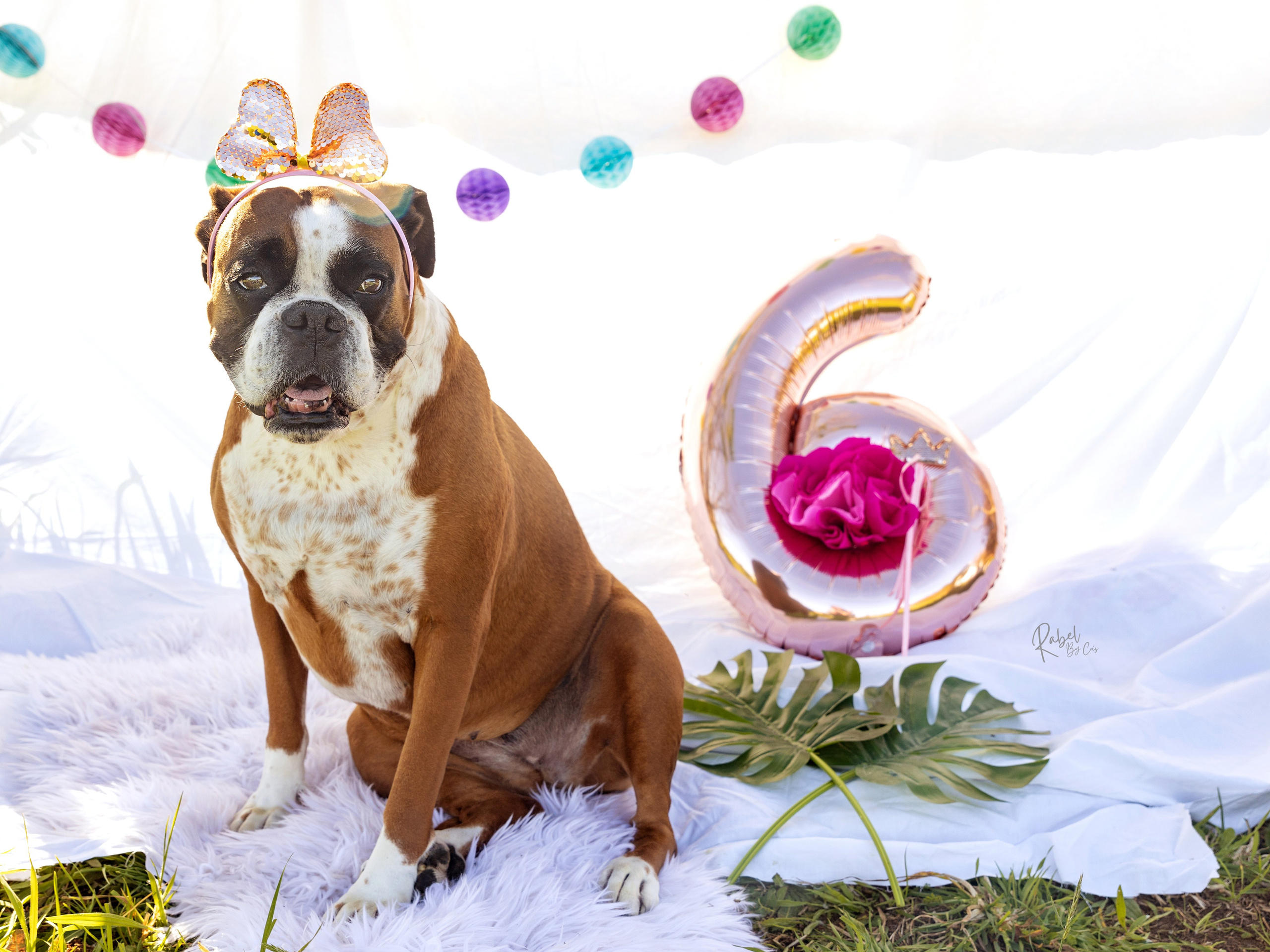 Sesiones fotográficas a mascotas. RabelByCris Fotógrafa en Coruña de Eventos, sesiones, mascotas