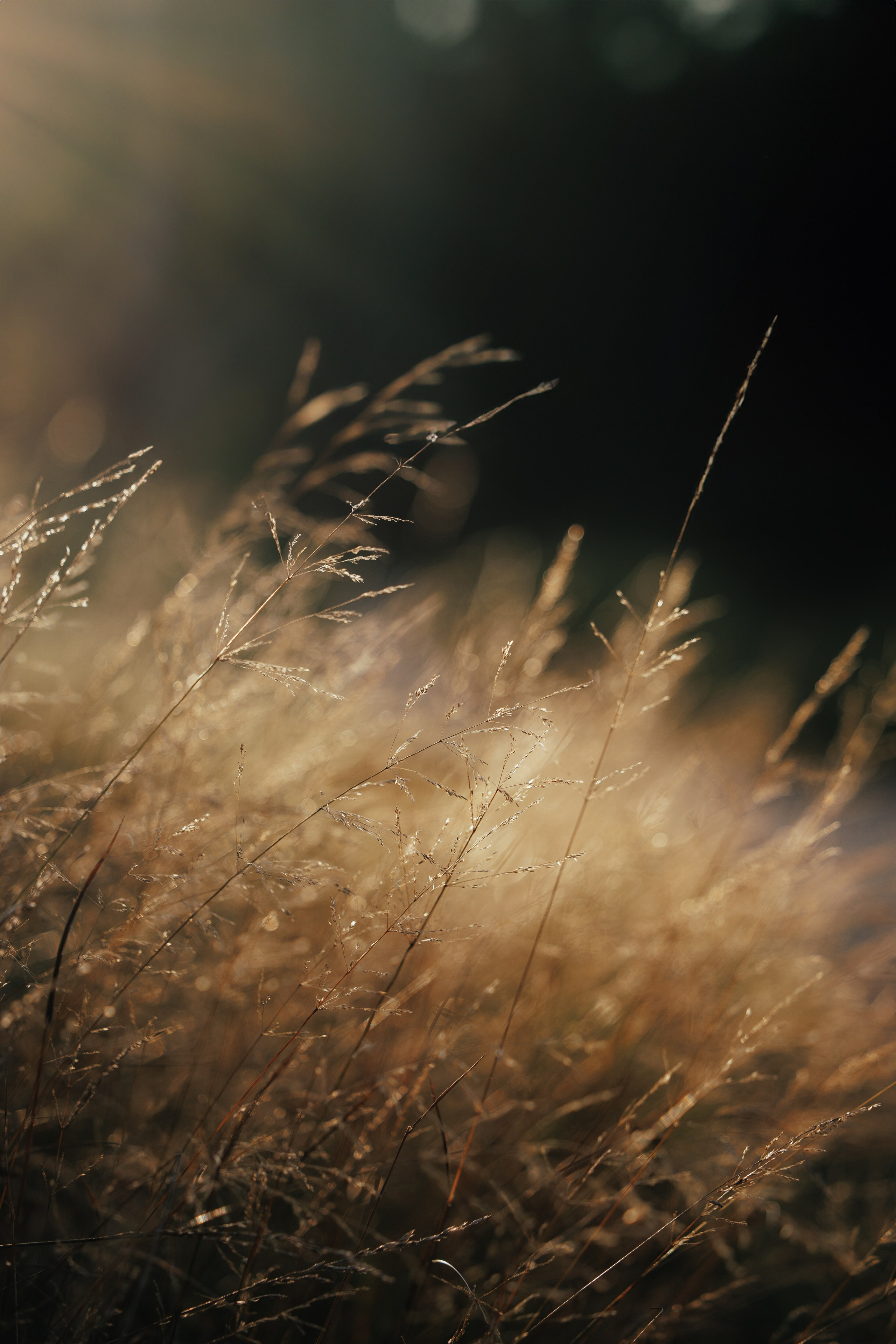 Maxine & Sarah. Pet Photographer Viktoriya Aleshenko