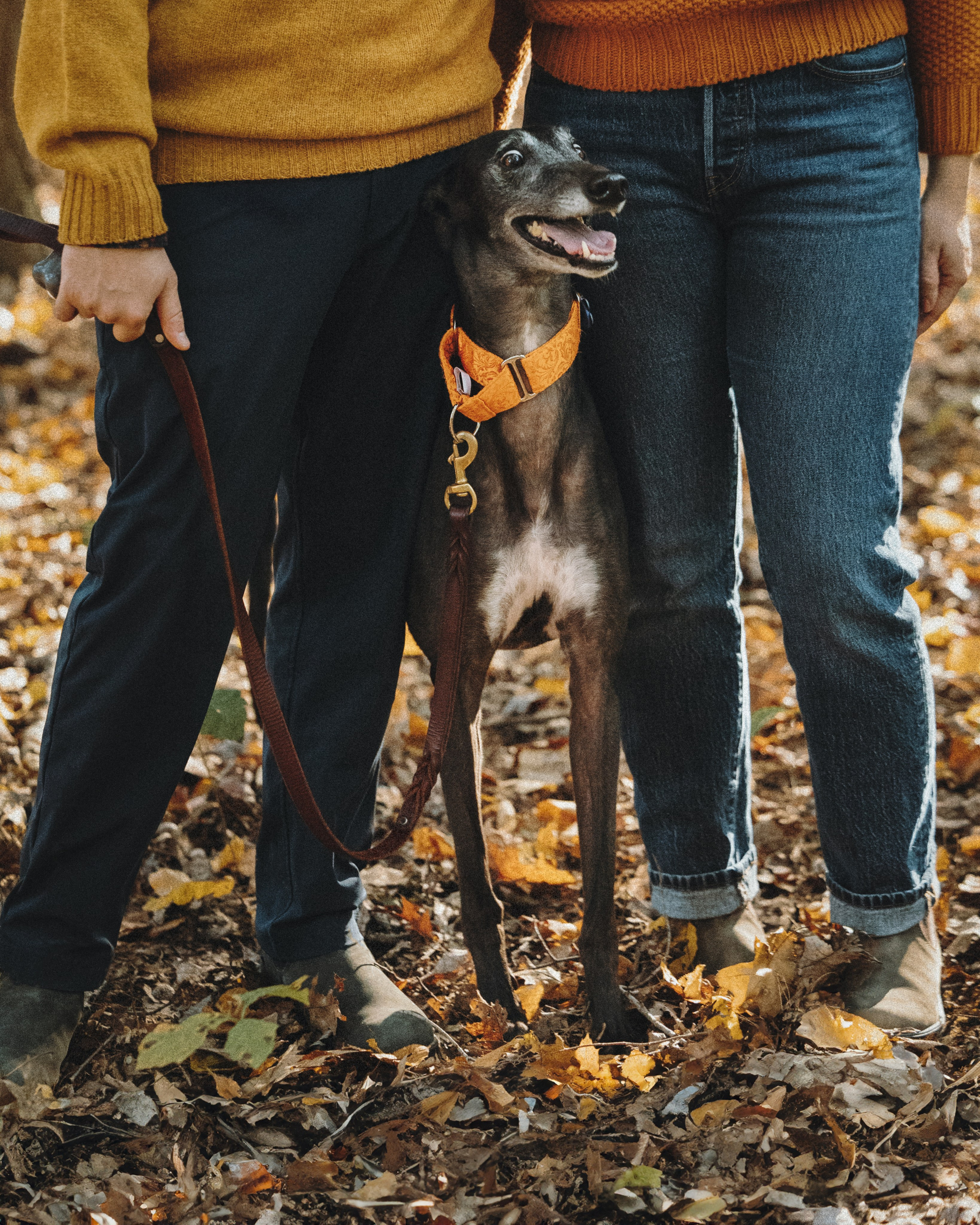 Tilly, Kati & Landon. Pet Photographer Viktoriya Aleshenko