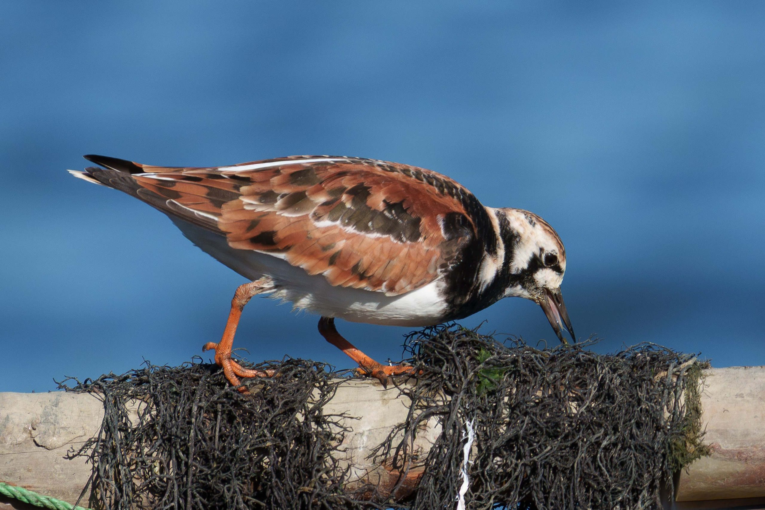 Fauna. Fotografía del día a día. Yuri Marín C