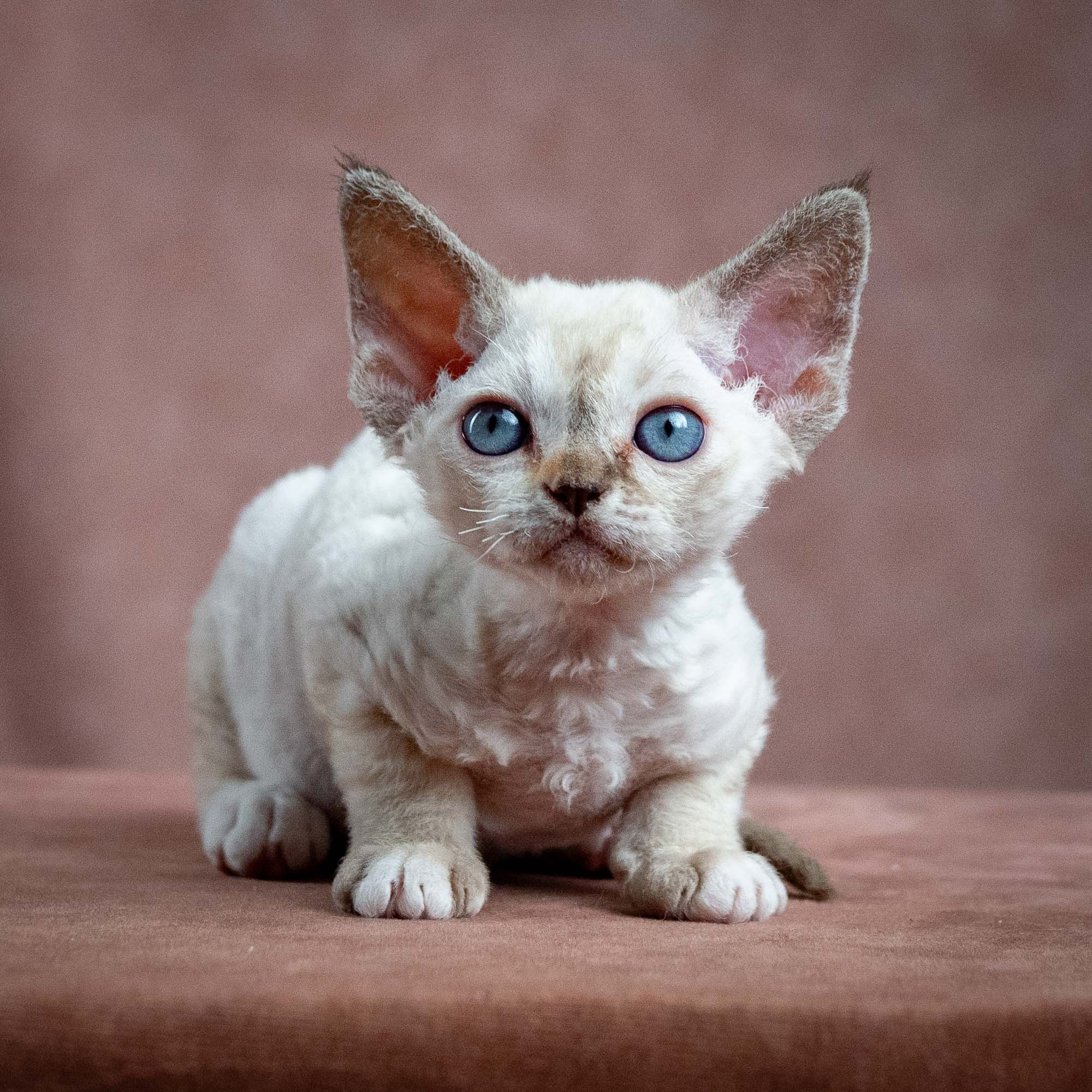 Lily, girl, born 12.20.2025. Devon Rex Pixie Cattery