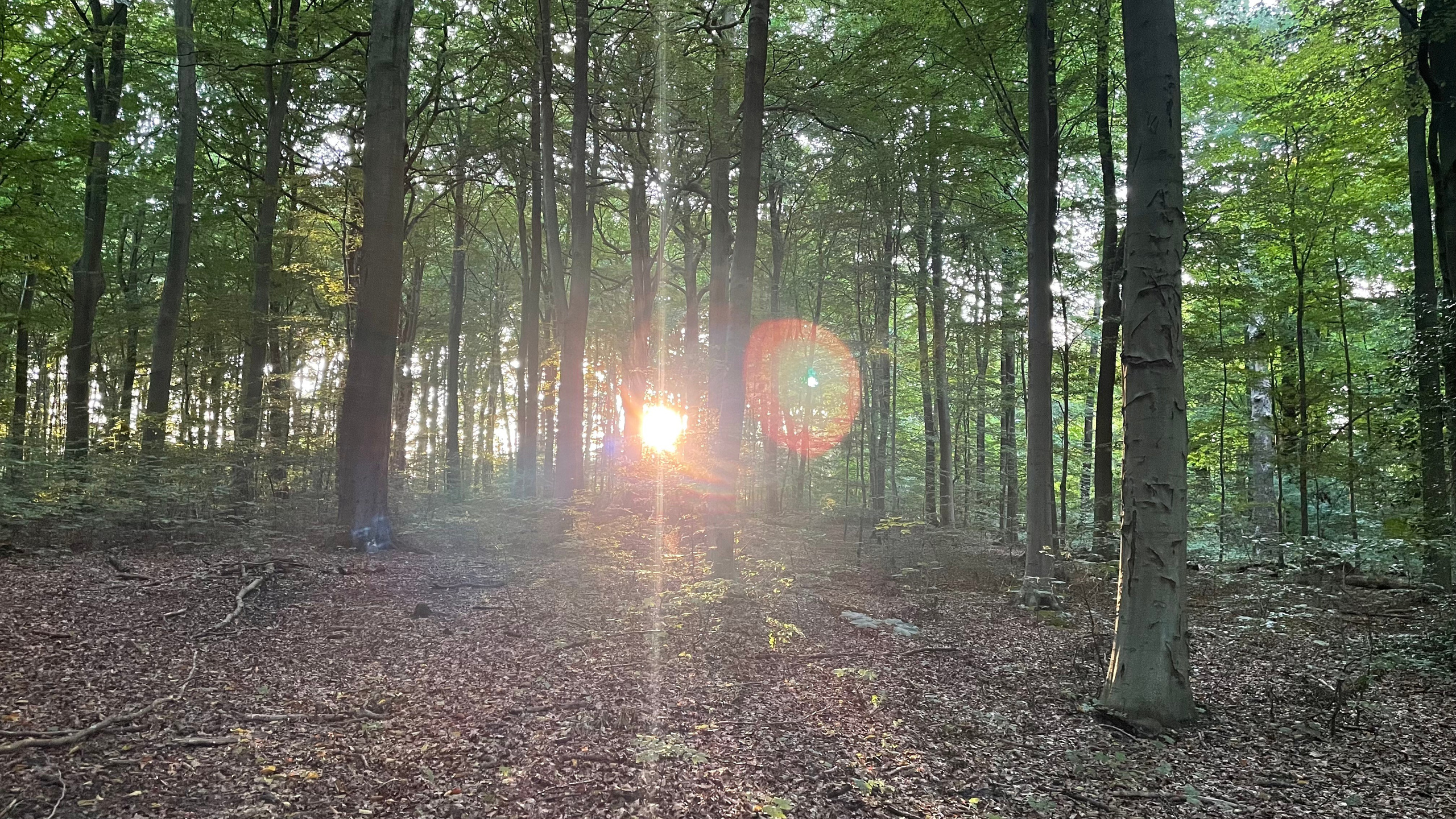 Sommer. Fotograf Aarhus | Portrætfoto Århus | Flotte billeder
