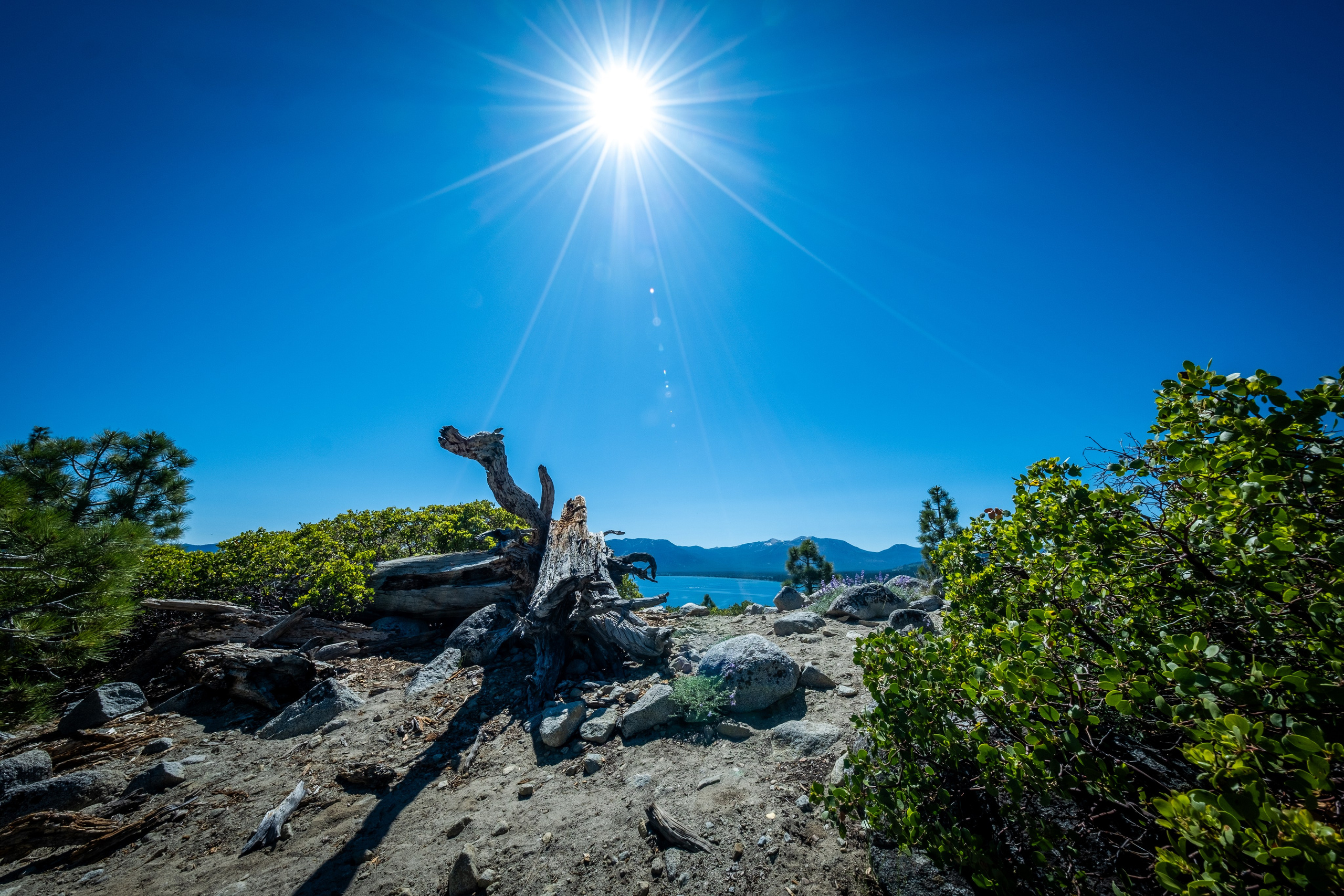 TAHOE. Reportage concert portrait photography in the San Francisco Bay Area