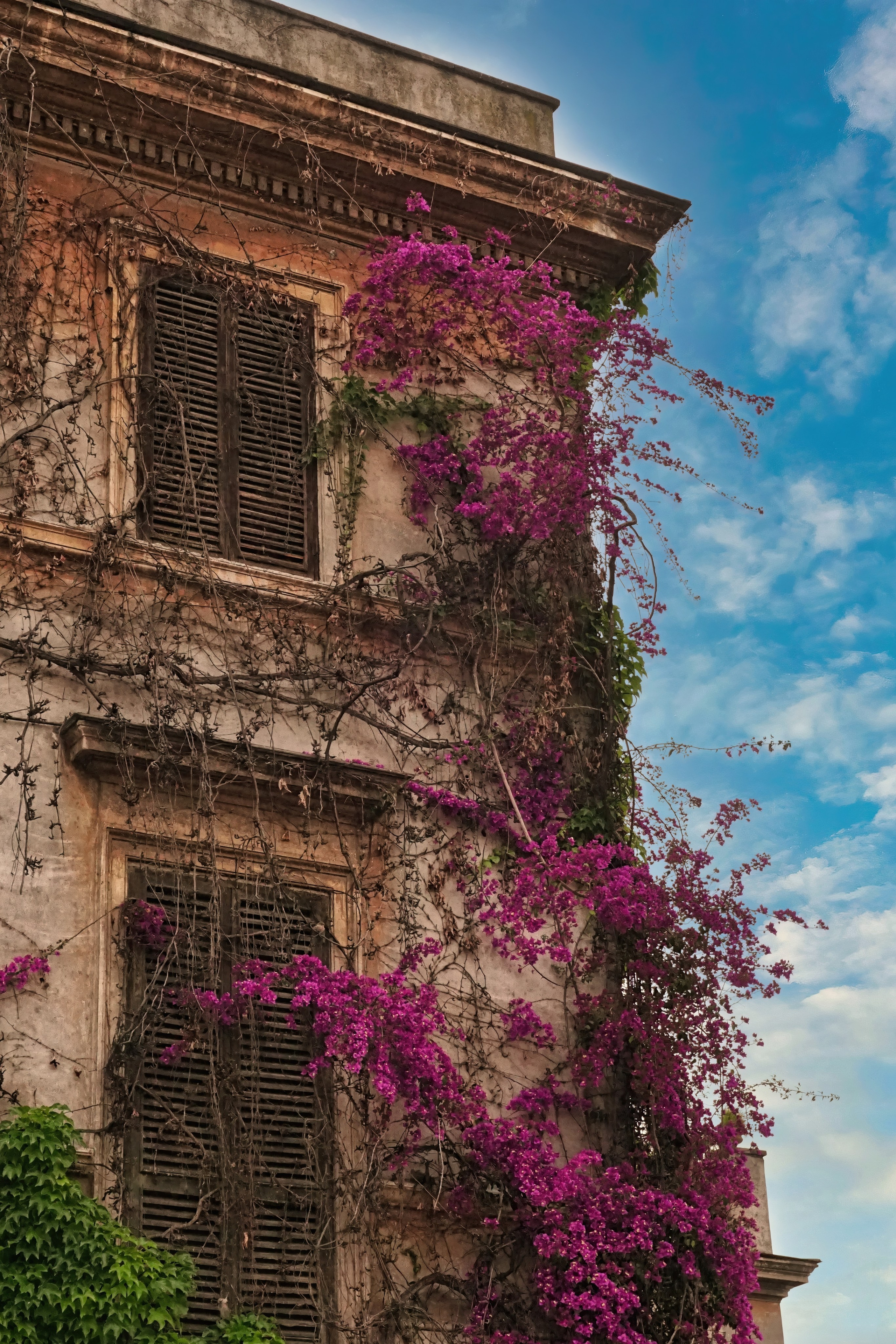Photography of Italy – Bougainvillea in bloom in Trastevere, Rome, photographed as part of a photography book about Rome.