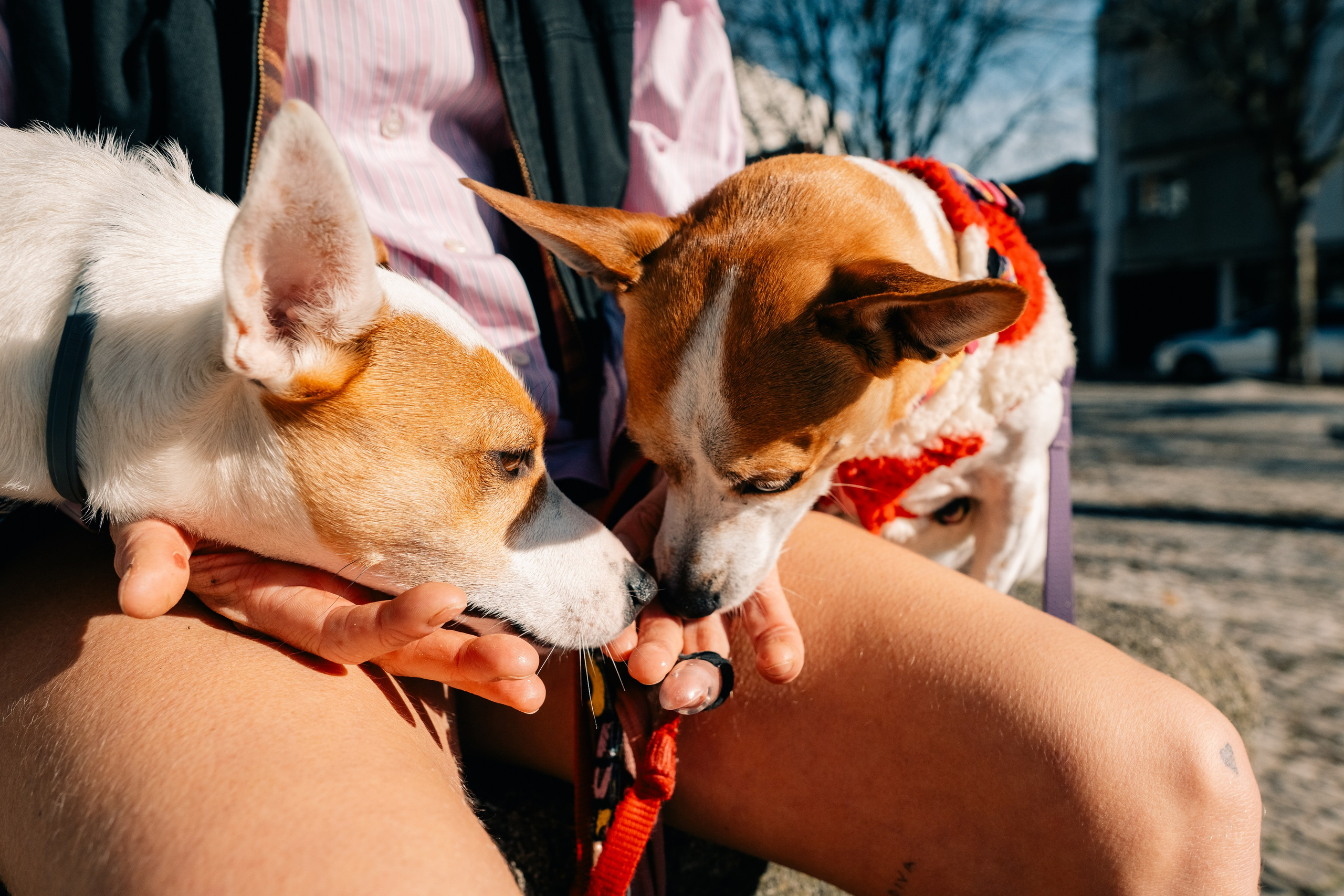 Yana & Doggos in Bonfim. Maria Sher. Professional photographer from Porto, Portugal