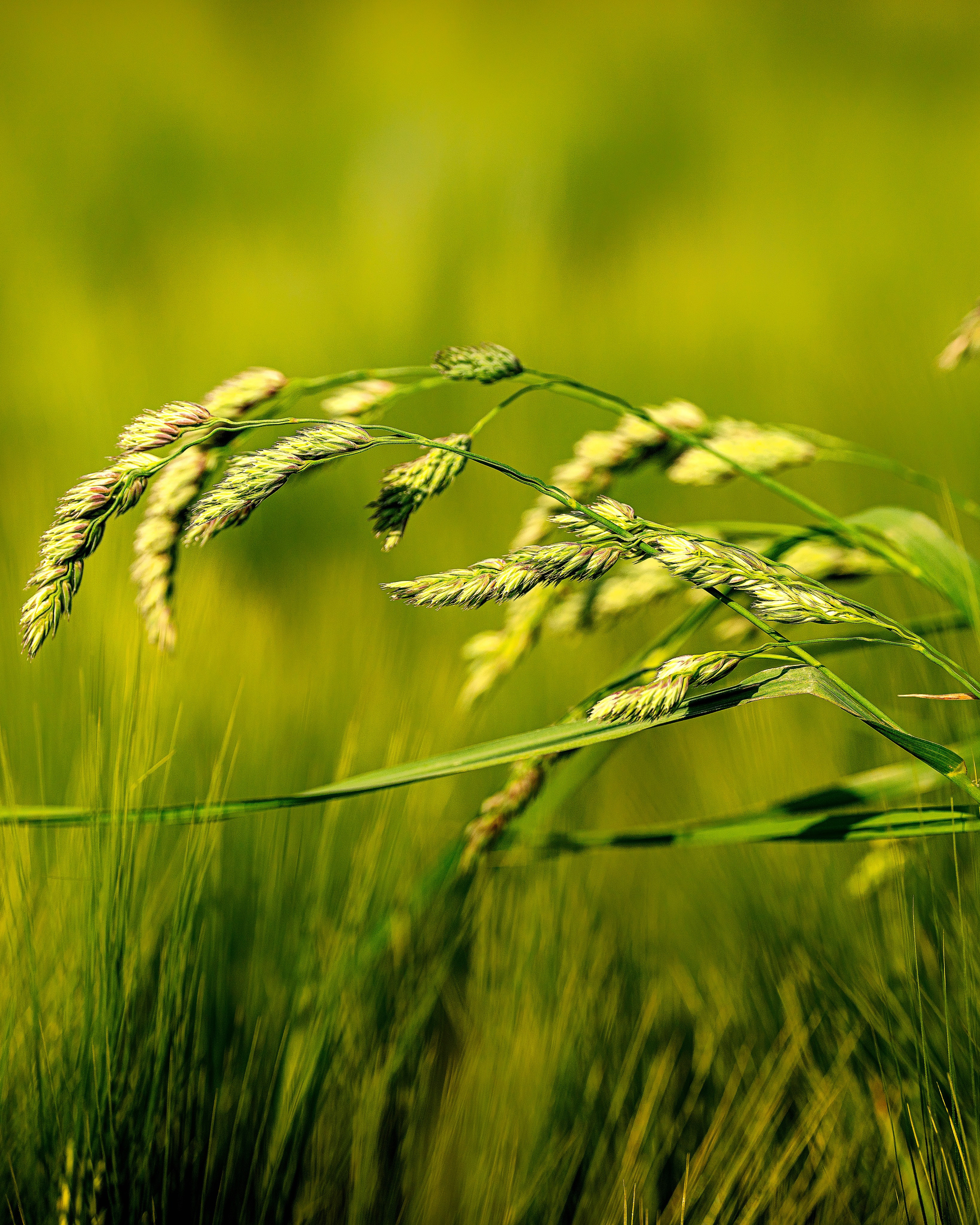 Blumen. LUKIN IGOR Photography