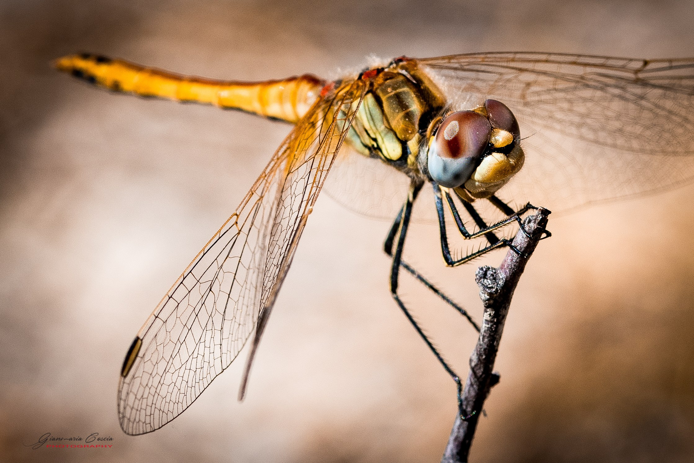 Insetti Simpatici. “Gianmaria Coscia fotografo per passione”