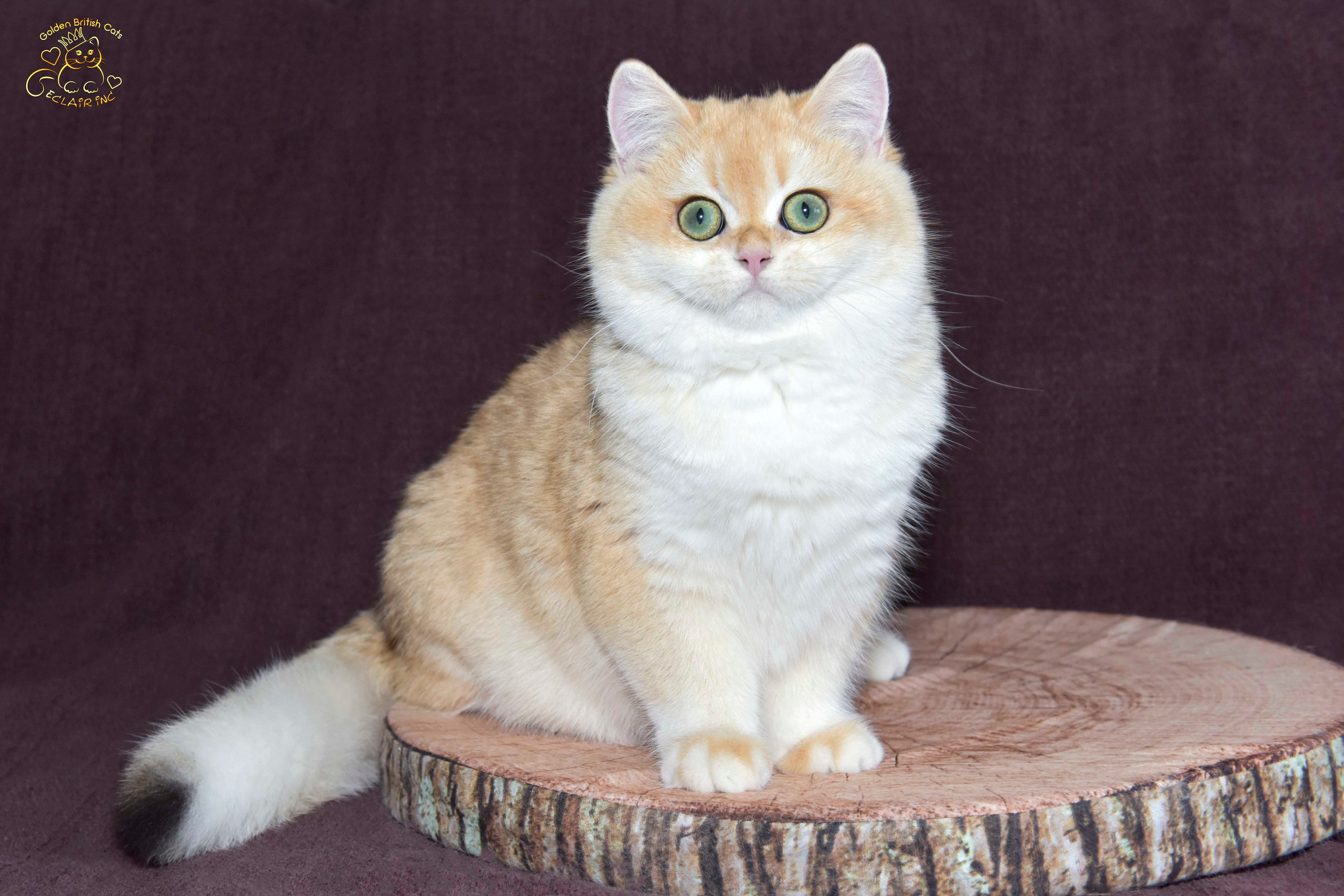 βρετανική γάτα στην Ελλάδα, βρετανική γάτα τιμή, british shorthair Αθήνα, british shorthair Θεσσαλονίκη, εκτροφείο british shorthair, british shorthair γάτα τιμή, εκτροφείο βρετανικής κοντότριχης γάτας στην Αθήνα, βρετανική κοντότριχη γάτα, βρετανική γάτα με pedigree