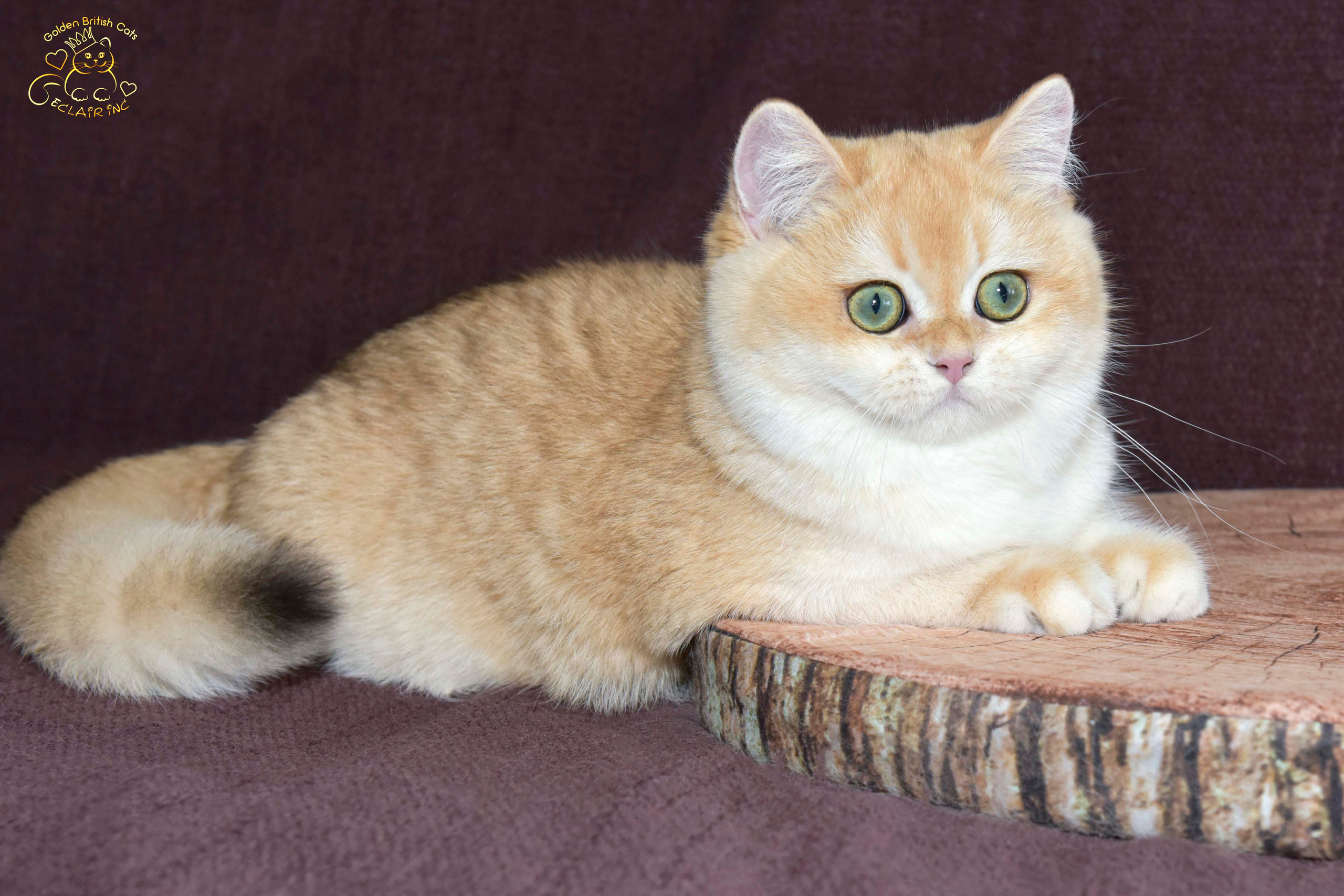 βρετανική γάτα στην Ελλάδα, βρετανική γάτα τιμή, british shorthair Αθήνα, british shorthair Θεσσαλονίκη, εκτροφείο british shorthair, british shorthair γάτα τιμή, εκτροφείο βρετανικής κοντότριχης γάτας στην Αθήνα, βρετανική κοντότριχη γάτα, βρετανική γάτα με pedigree