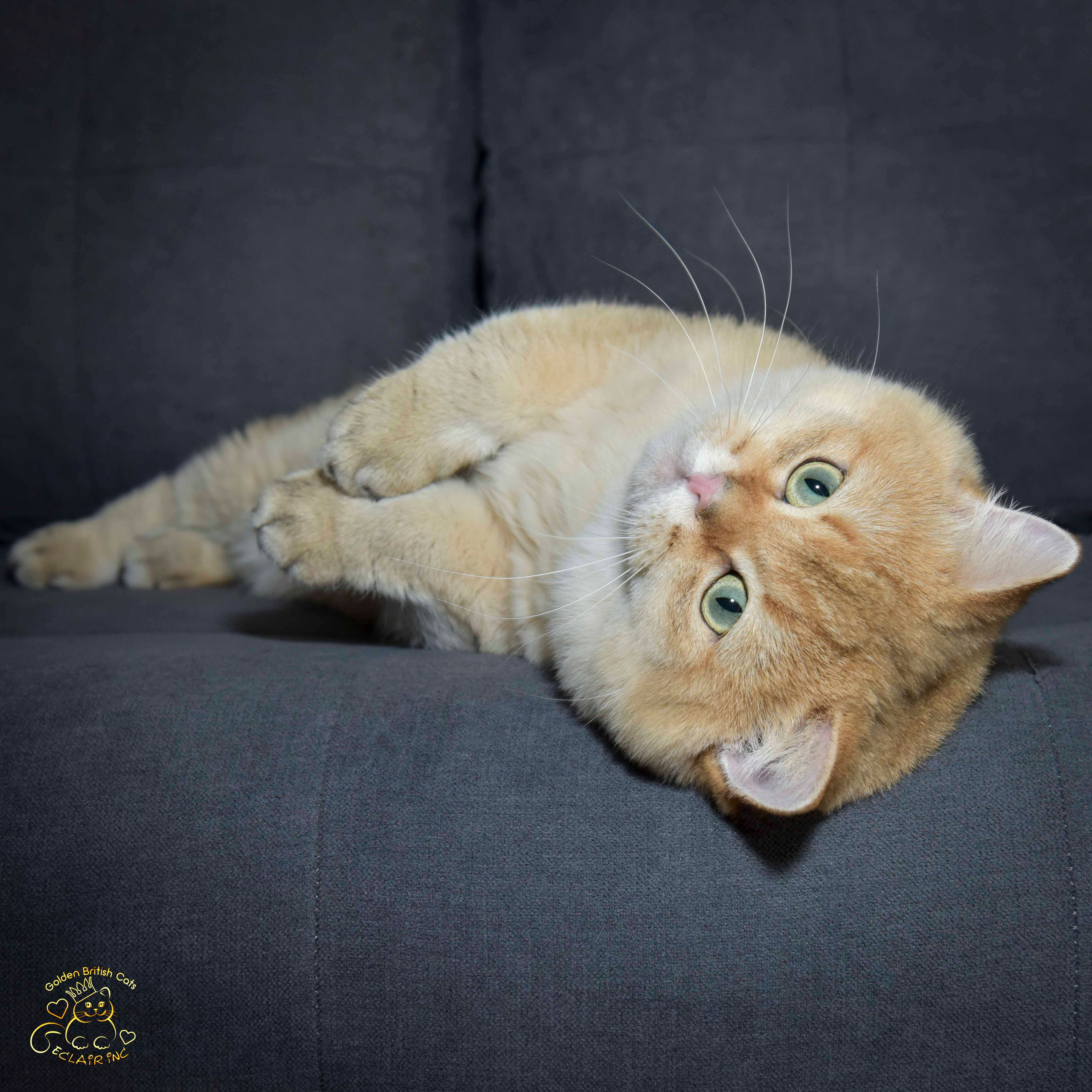 βρετανική γάτα στην Ελλάδα, βρετανική γάτα τιμή, british shorthair Αθήνα, british shorthair Θεσσαλονίκη, εκτροφείο british shorthair, british shorthair γάτα τιμή, εκτροφείο βρετανικής κοντότριχης γάτας στην Αθήνα, βρετανική κοντότριχη γάτα, βρετανική γάτα με pedigree