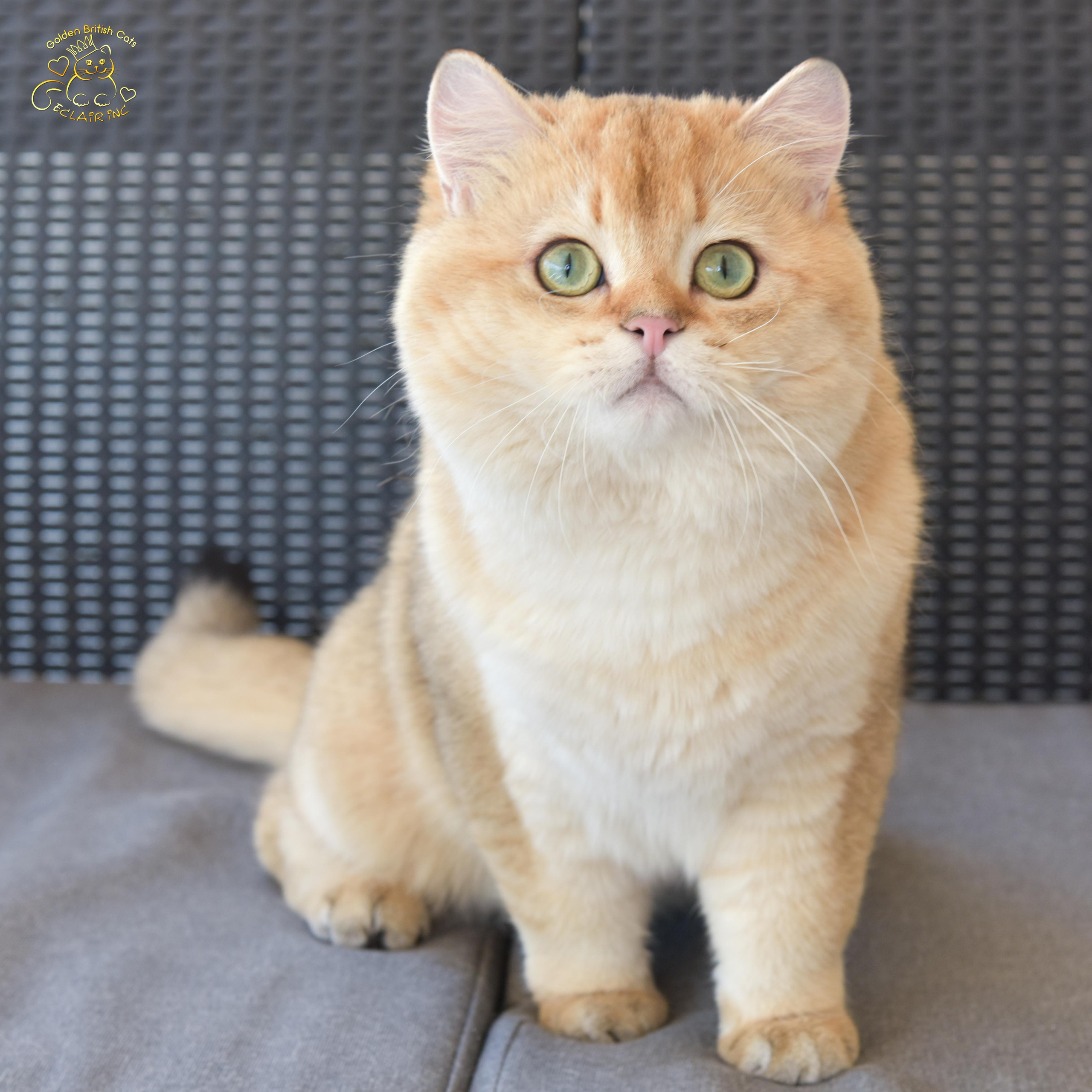 βρετανική γάτα στην Ελλάδα, βρετανική γάτα τιμή, british shorthair Αθήνα, british shorthair Θεσσαλονίκη, εκτροφείο british shorthair, british shorthair γάτα τιμή, εκτροφείο βρετανικής κοντότριχης γάτας στην Αθήνα, βρετανική κοντότριχη γάτα, βρετανική γάτα με pedigree