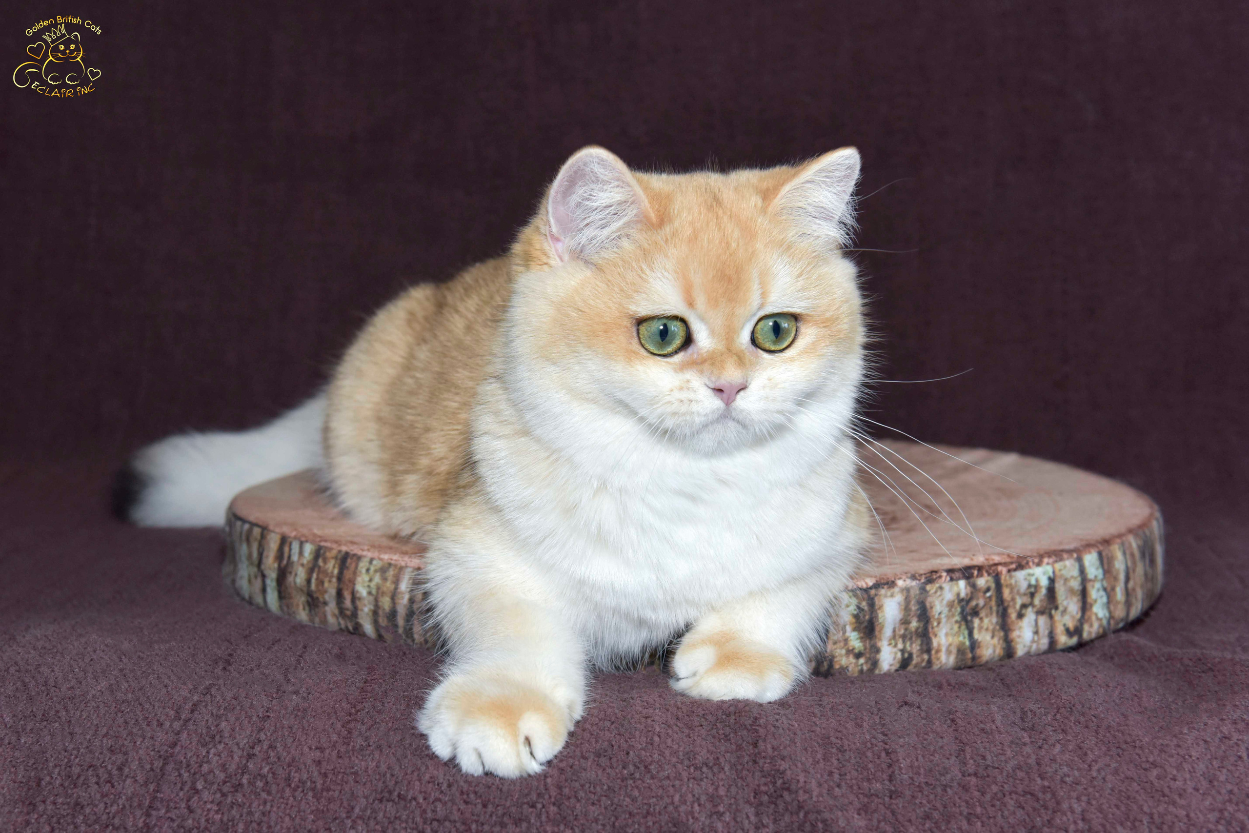 βρετανική γάτα στην Ελλάδα, βρετανική γάτα τιμή, british shorthair Αθήνα, british shorthair Θεσσαλονίκη, εκτροφείο british shorthair, british shorthair γάτα τιμή, εκτροφείο βρετανικής κοντότριχης γάτας στην Αθήνα, βρετανική κοντότριχη γάτα, βρετανική γάτα με pedigree