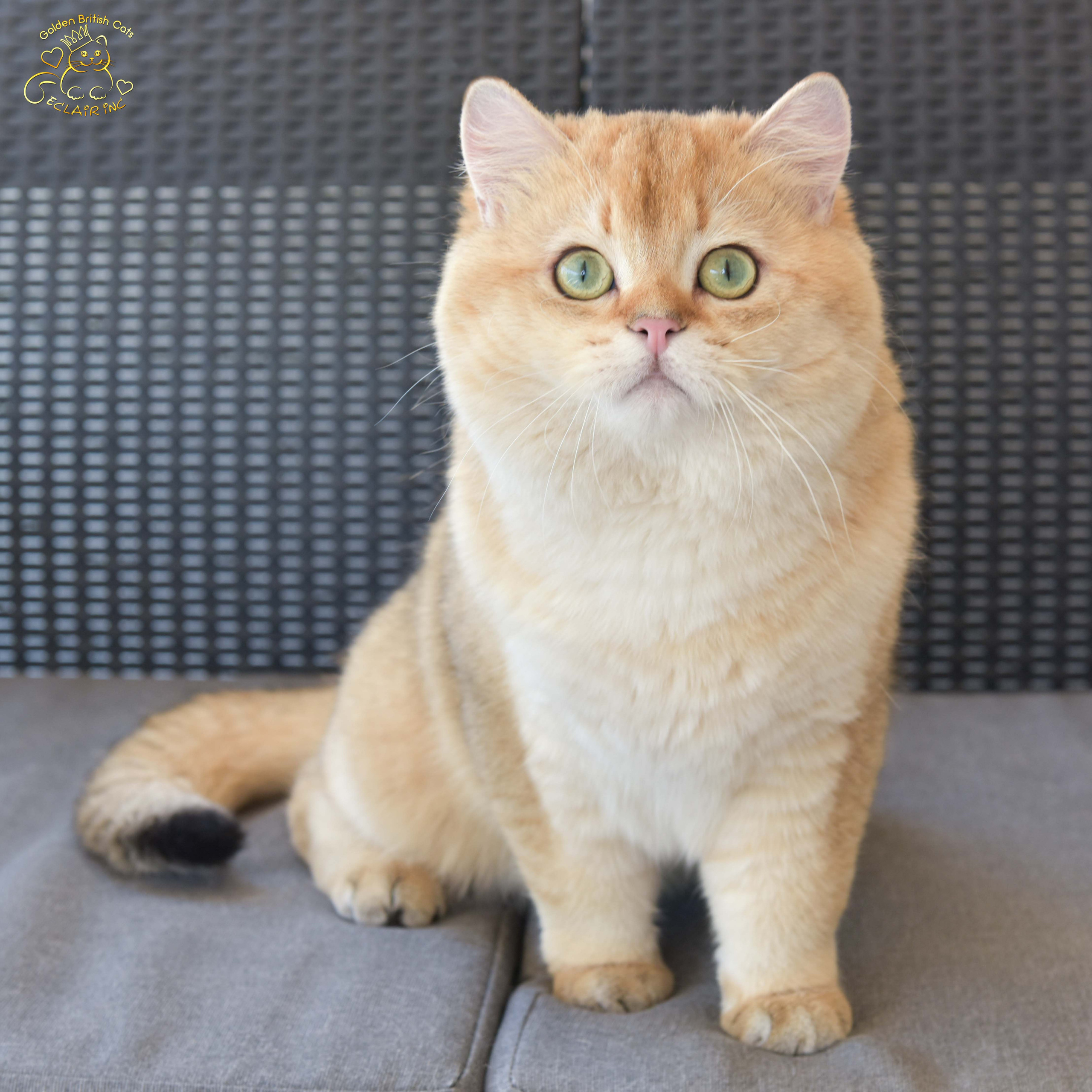 βρετανική γάτα στην Ελλάδα, βρετανική γάτα τιμή, british shorthair Αθήνα, british shorthair Θεσσαλονίκη, εκτροφείο british shorthair, british shorthair γάτα τιμή, εκτροφείο βρετανικής κοντότριχης γάτας στην Αθήνα, βρετανική κοντότριχη γάτα, βρετανική γάτα με pedigree