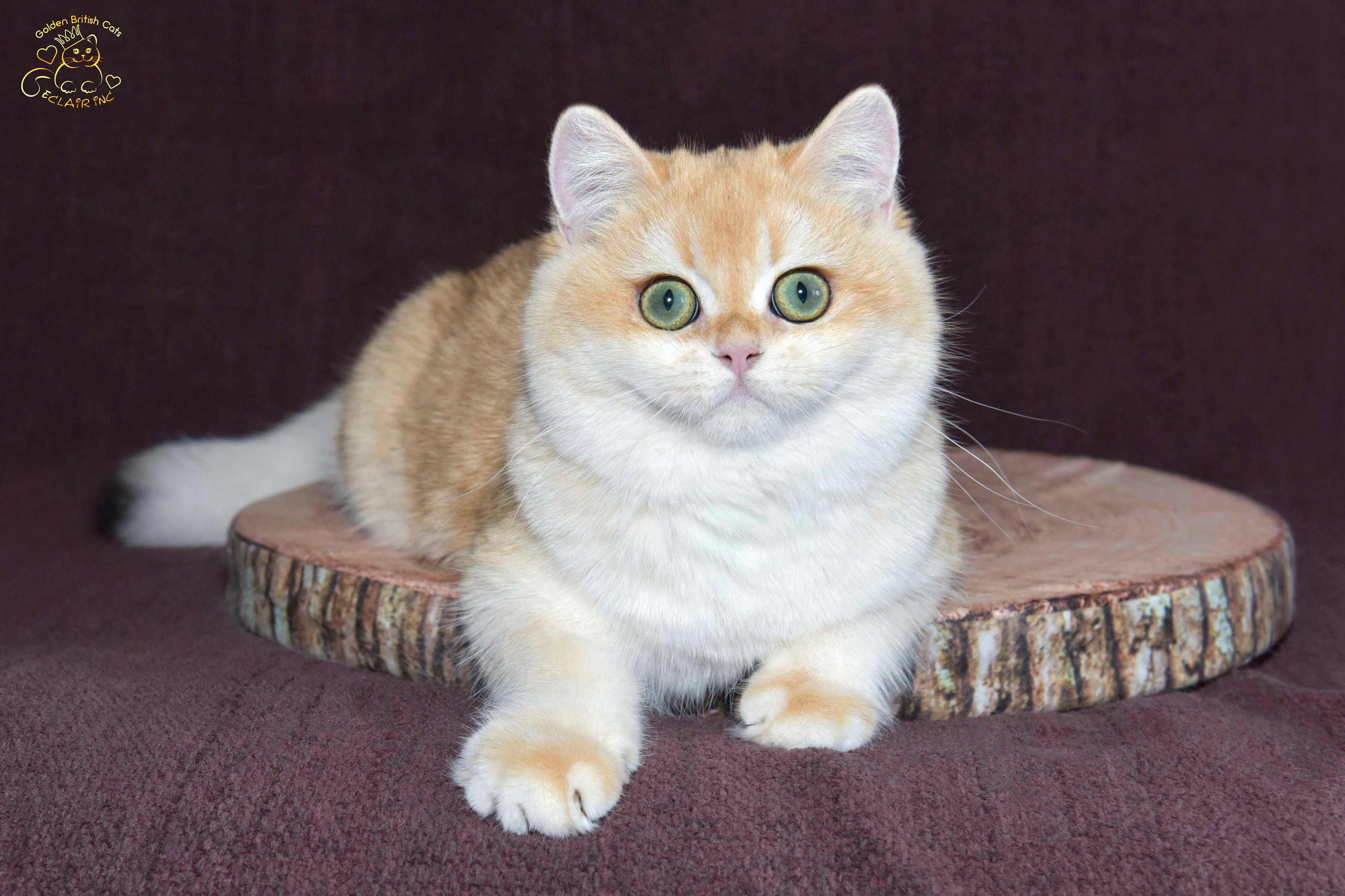 βρετανική γάτα στην Ελλάδα, βρετανική γάτα τιμή, british shorthair Αθήνα, british shorthair Θεσσαλονίκη, εκτροφείο british shorthair, british shorthair γάτα τιμή, εκτροφείο βρετανικής κοντότριχης γάτας στην Αθήνα, βρετανική κοντότριχη γάτα, βρετανική γάτα με pedigree