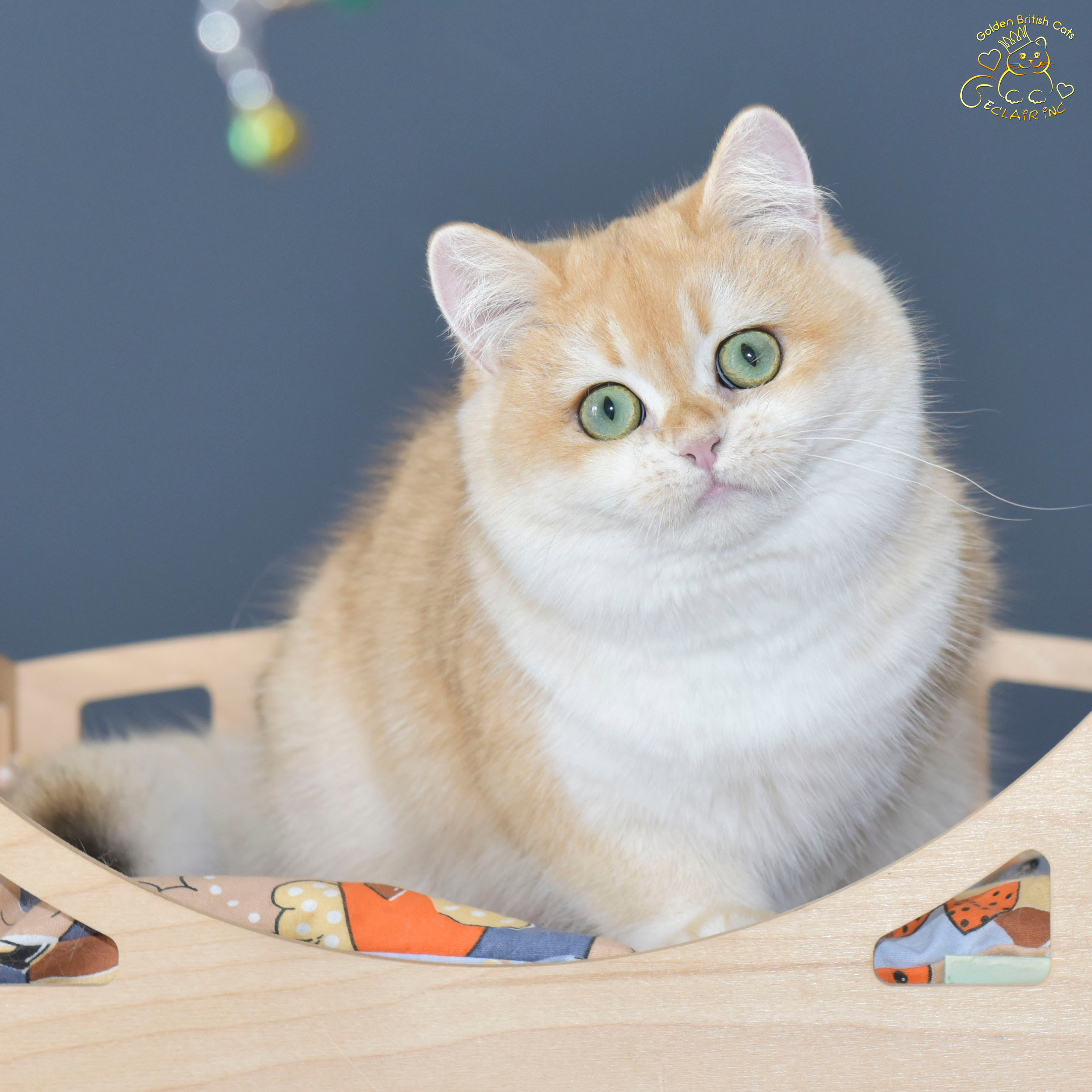 βρετανική γάτα στην Ελλάδα, βρετανική γάτα τιμή, british shorthair Αθήνα, british shorthair Θεσσαλονίκη, εκτροφείο british shorthair, british shorthair γάτα τιμή, εκτροφείο βρετανικής κοντότριχης γάτας στην Αθήνα, βρετανική κοντότριχη γάτα, βρετανική γάτα με pedigree