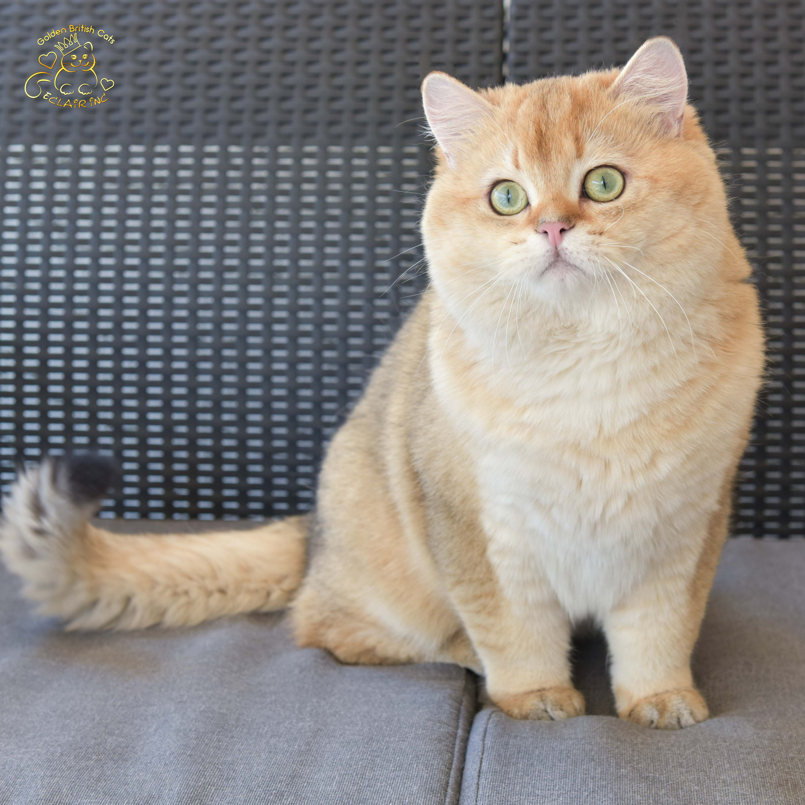 βρετανική γάτα στην Ελλάδα, βρετανική γάτα τιμή, british shorthair Αθήνα, british shorthair Θεσσαλονίκη, εκτροφείο british shorthair, british shorthair γάτα τιμή, εκτροφείο βρετανικής κοντότριχης γάτας στην Αθήνα, βρετανική κοντότριχη γάτα, βρετανική γάτα με pedigree