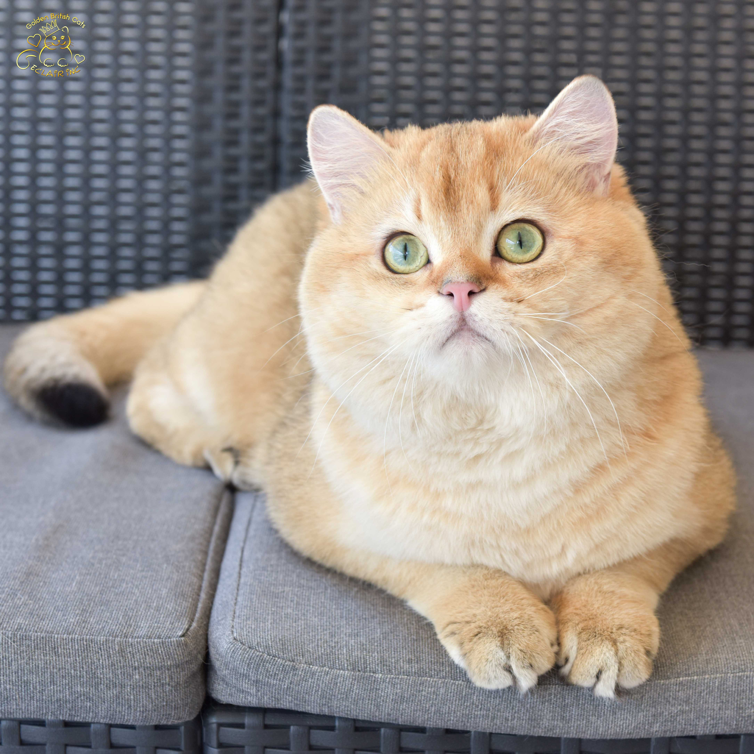 βρετανική γάτα στην Ελλάδα, βρετανική γάτα τιμή, british shorthair Αθήνα, british shorthair Θεσσαλονίκη, εκτροφείο british shorthair, british shorthair γάτα τιμή, εκτροφείο βρετανικής κοντότριχης γάτας στην Αθήνα, βρετανική κοντότριχη γάτα, βρετανική γάτα με pedigree