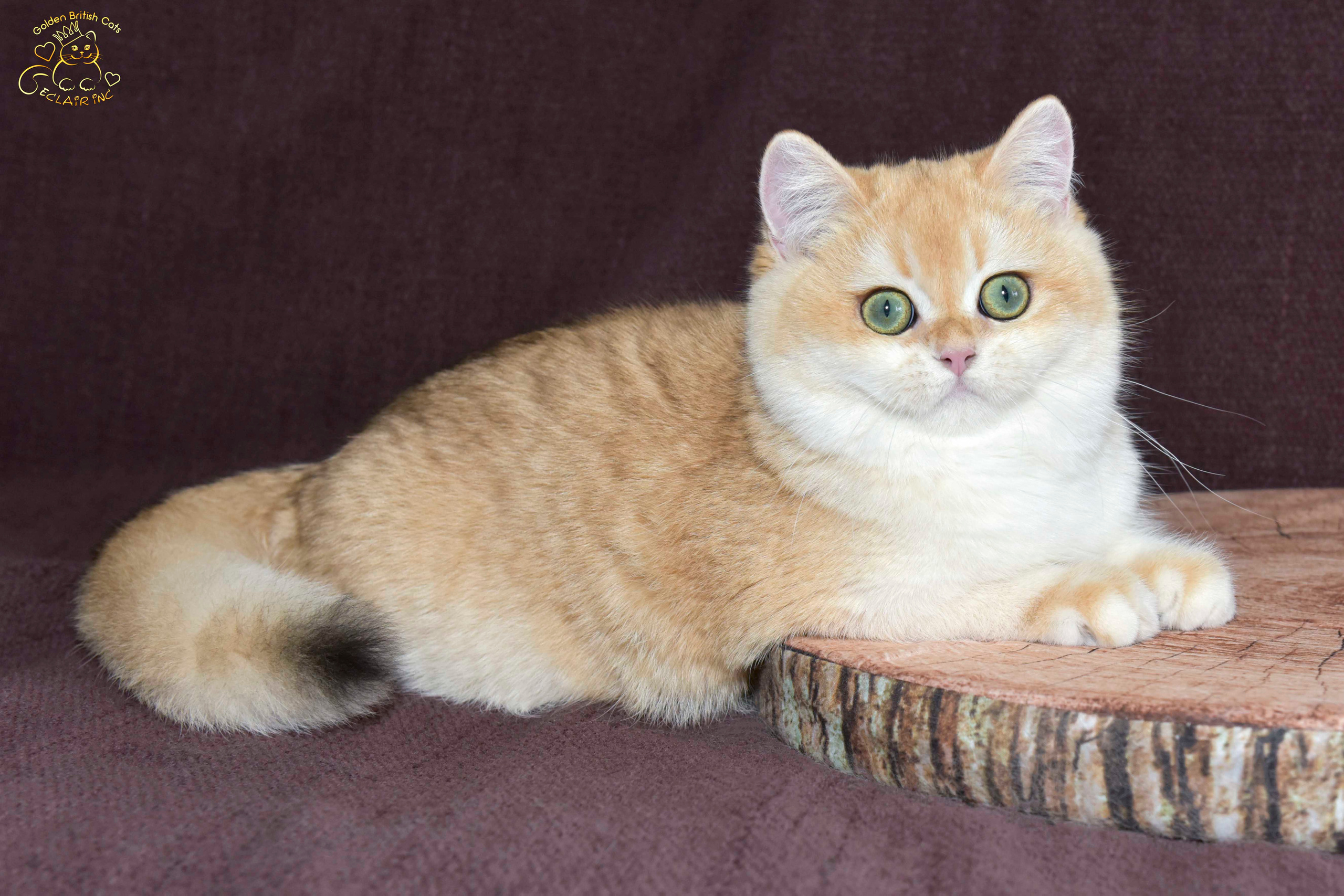 βρετανική γάτα στην Ελλάδα, βρετανική γάτα τιμή, british shorthair Αθήνα, british shorthair Θεσσαλονίκη, εκτροφείο british shorthair, british shorthair γάτα τιμή, εκτροφείο βρετανικής κοντότριχης γάτας στην Αθήνα, βρετανική κοντότριχη γάτα, βρετανική γάτα με pedigree