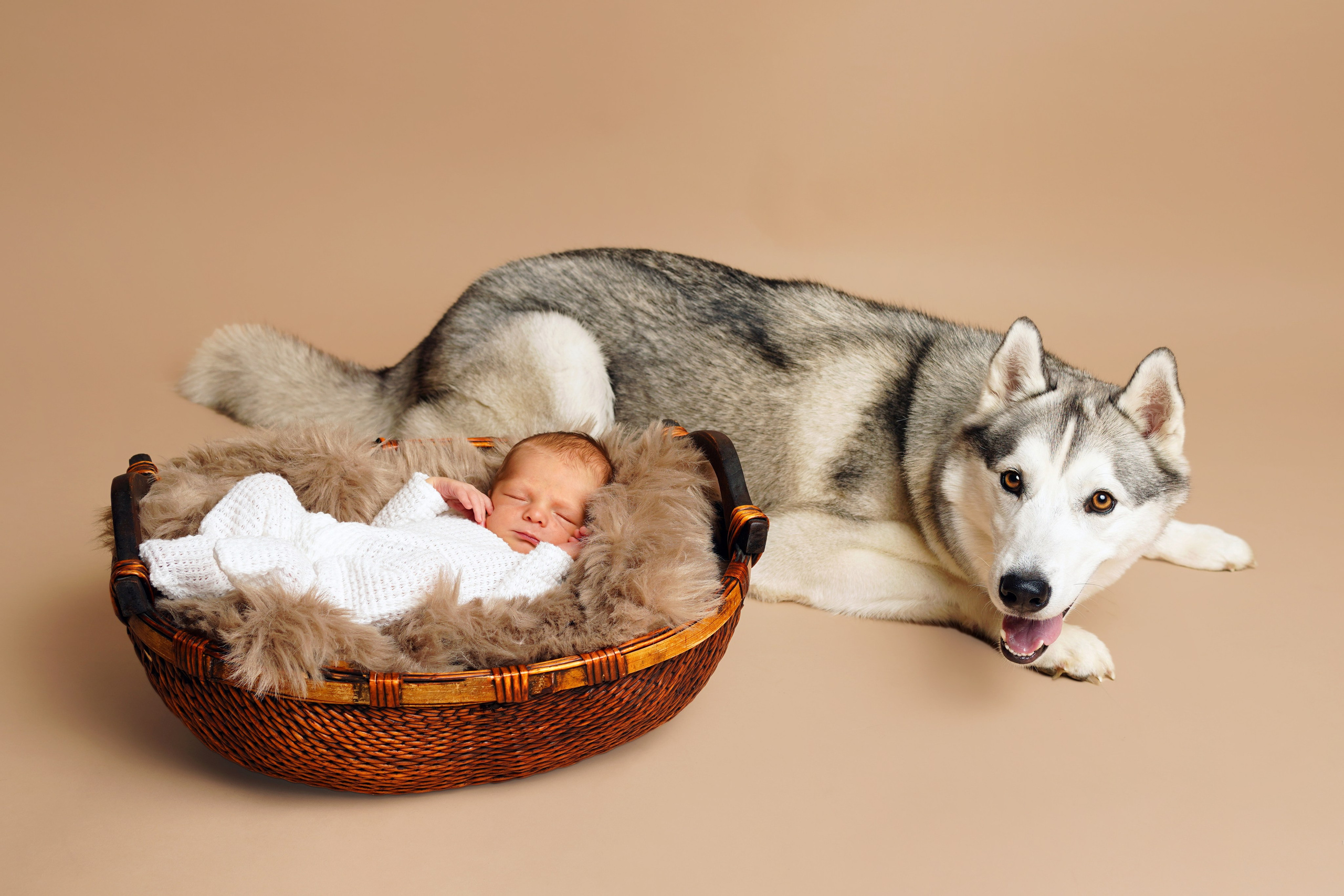 Baby in einem Kinderwagen unter der Aufsicht eines treuen Hunde