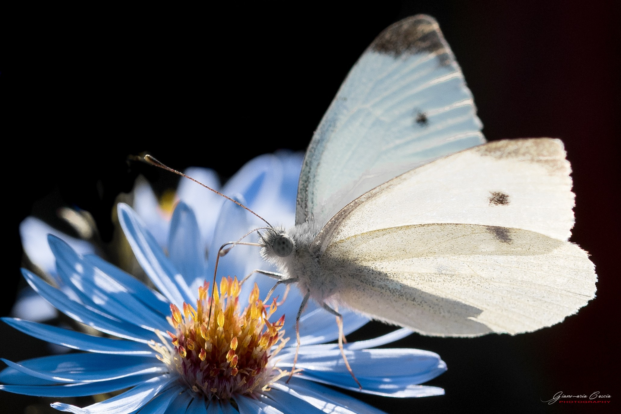 “Gianmaria Coscia fotografo per passione”
