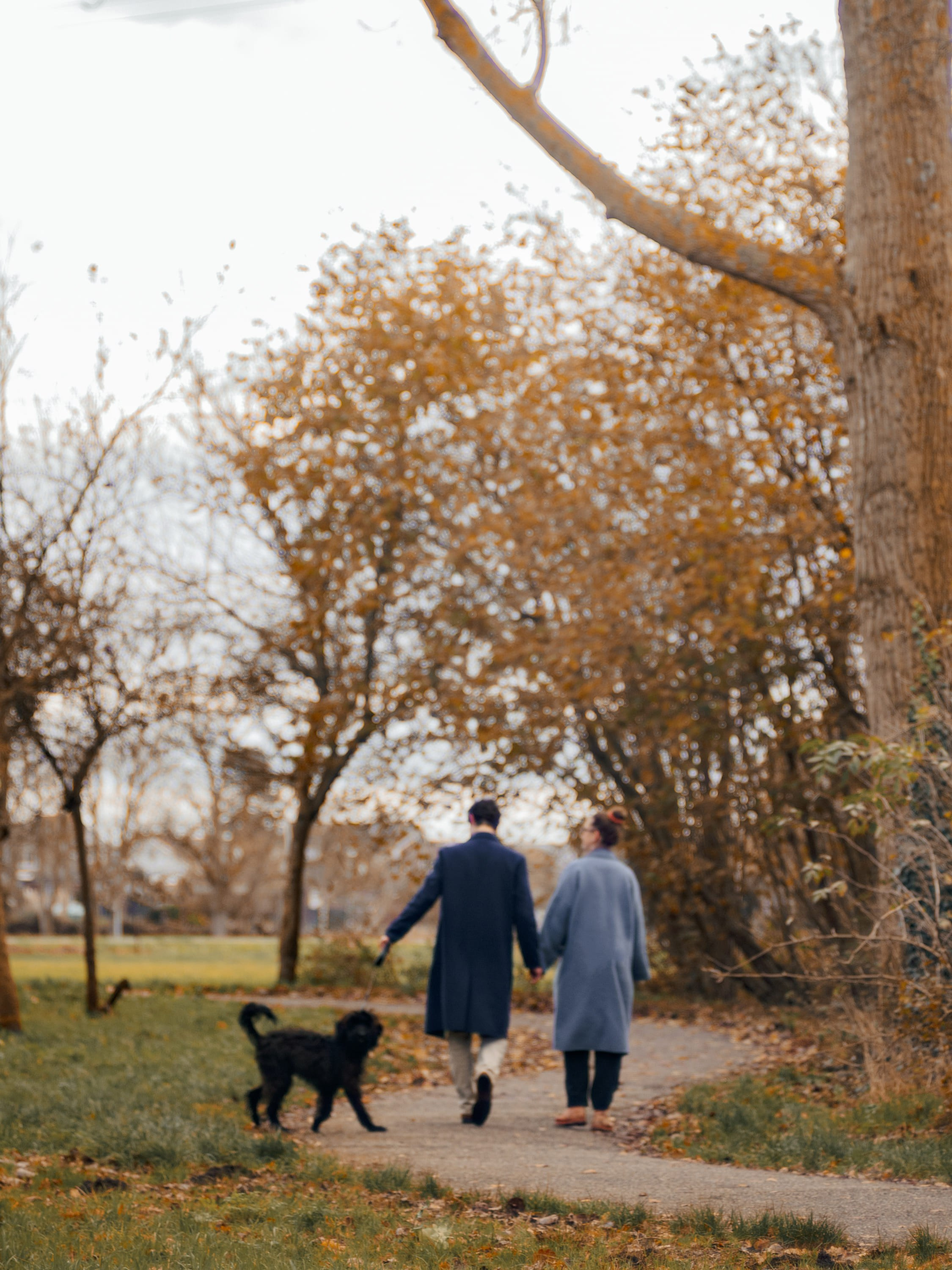 Pet Photoshoot in Spijkenisse | Rotterdam. Romantic & Soulful Photography by Natalia Olhova in Rotterdam