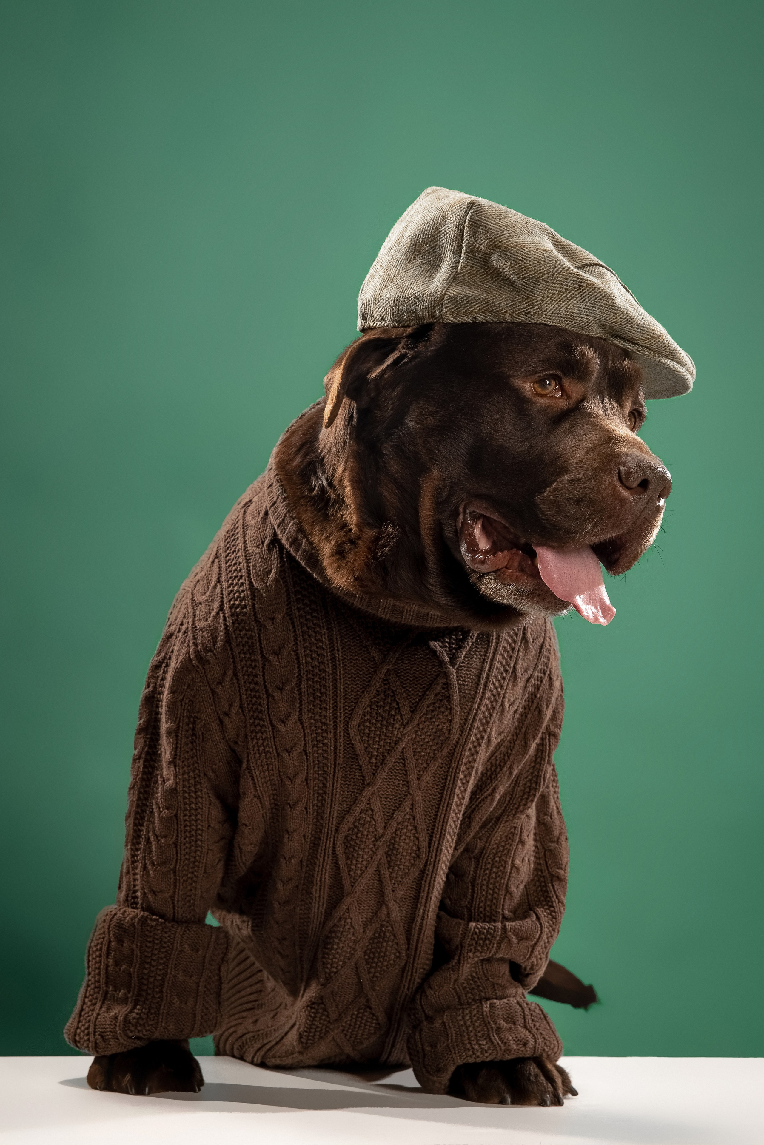 Newton. Цуценята лабрадор ретривера, Дніпро, Україна