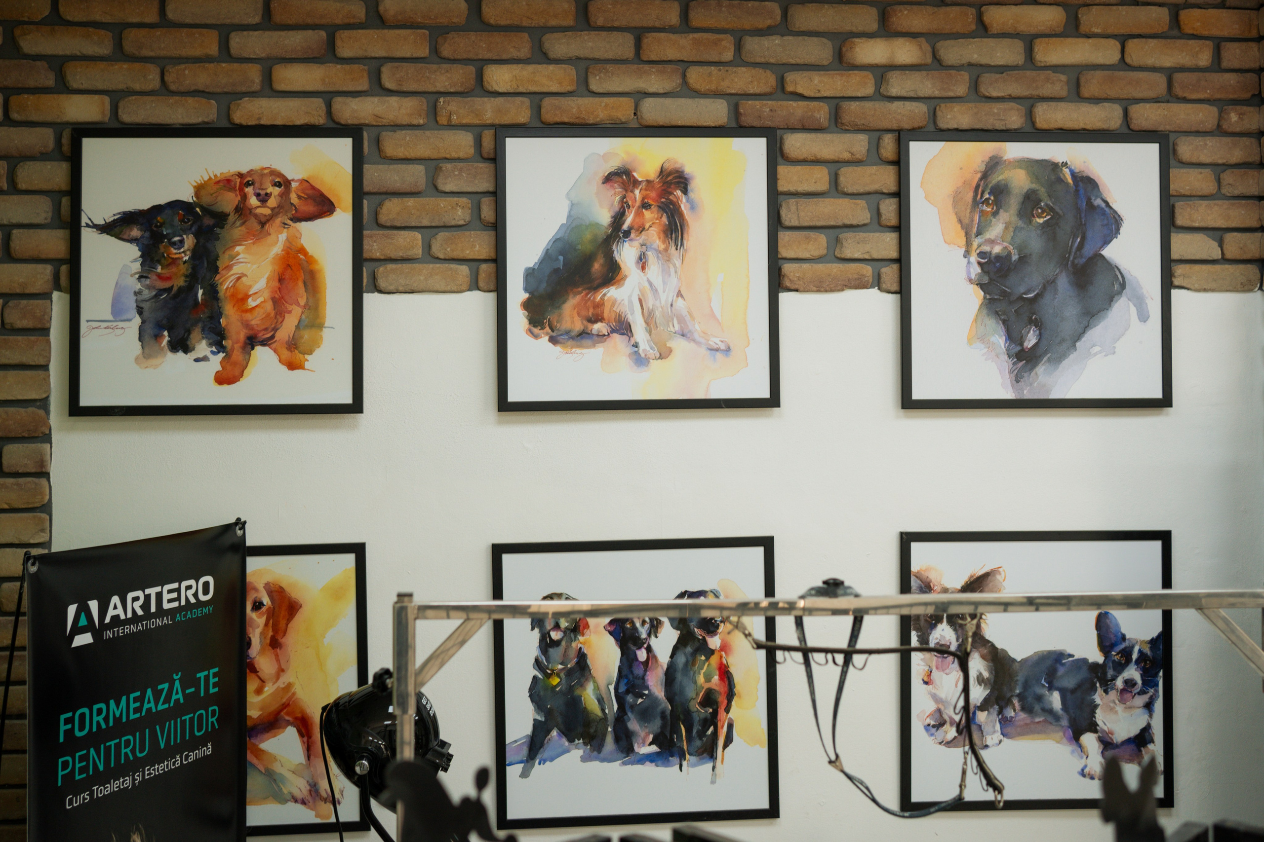PetGroom Timisoara. Cozac Cristian Photographer