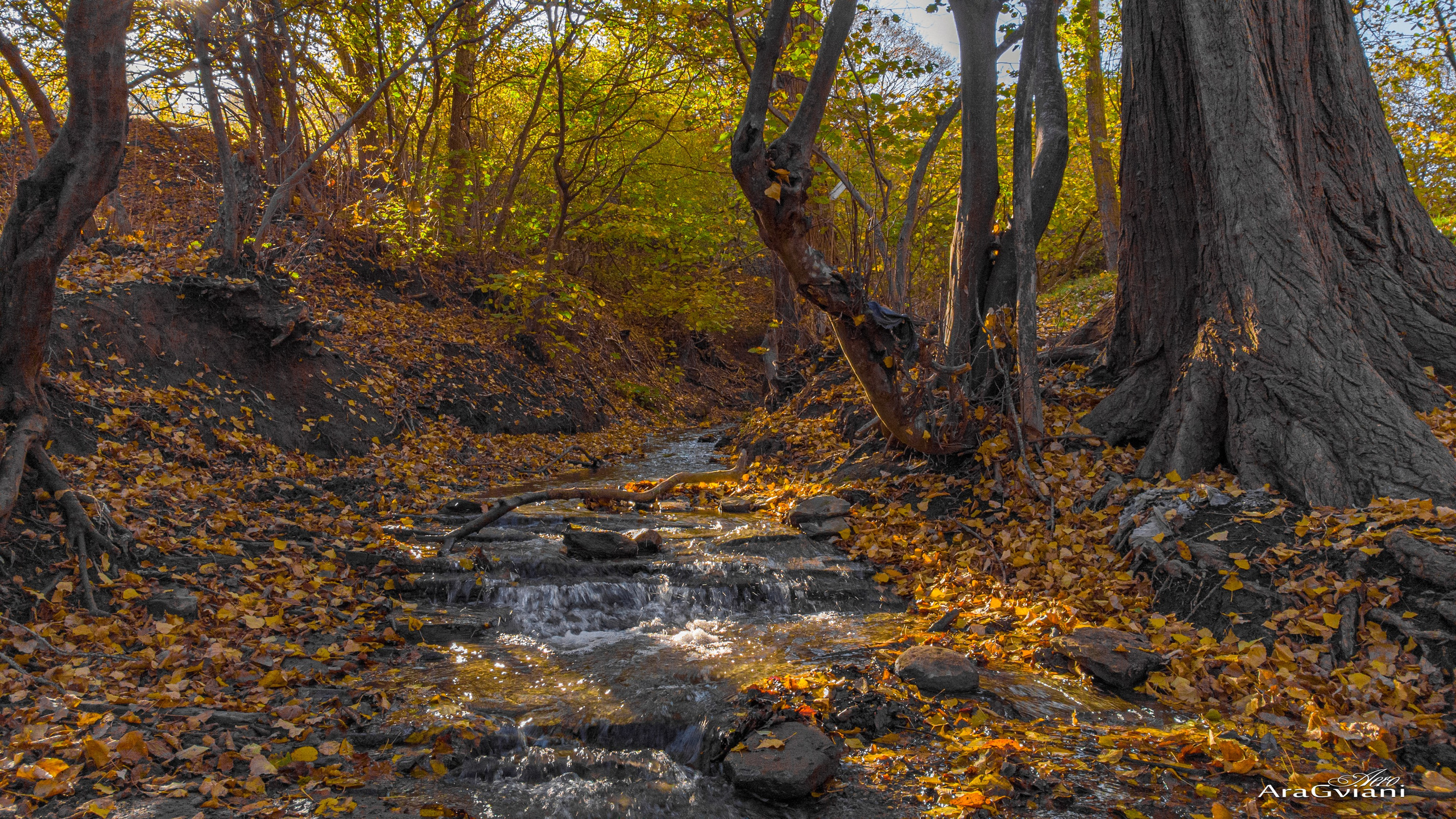 ბუნება. FramefreeMan