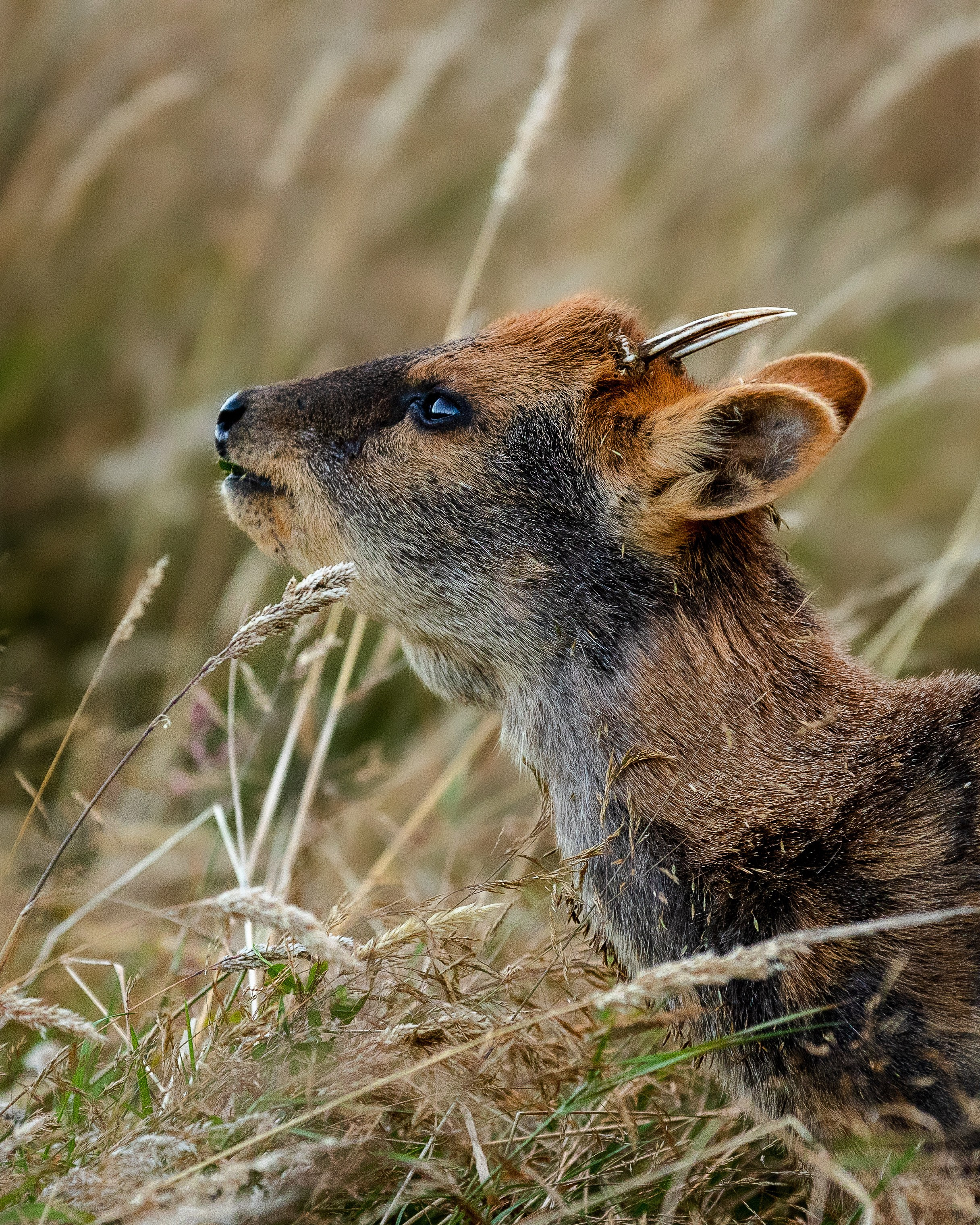Fotografías digitales. Fotógrafo de naturaleza en la región de Aysén, Chile Francisco Vera
