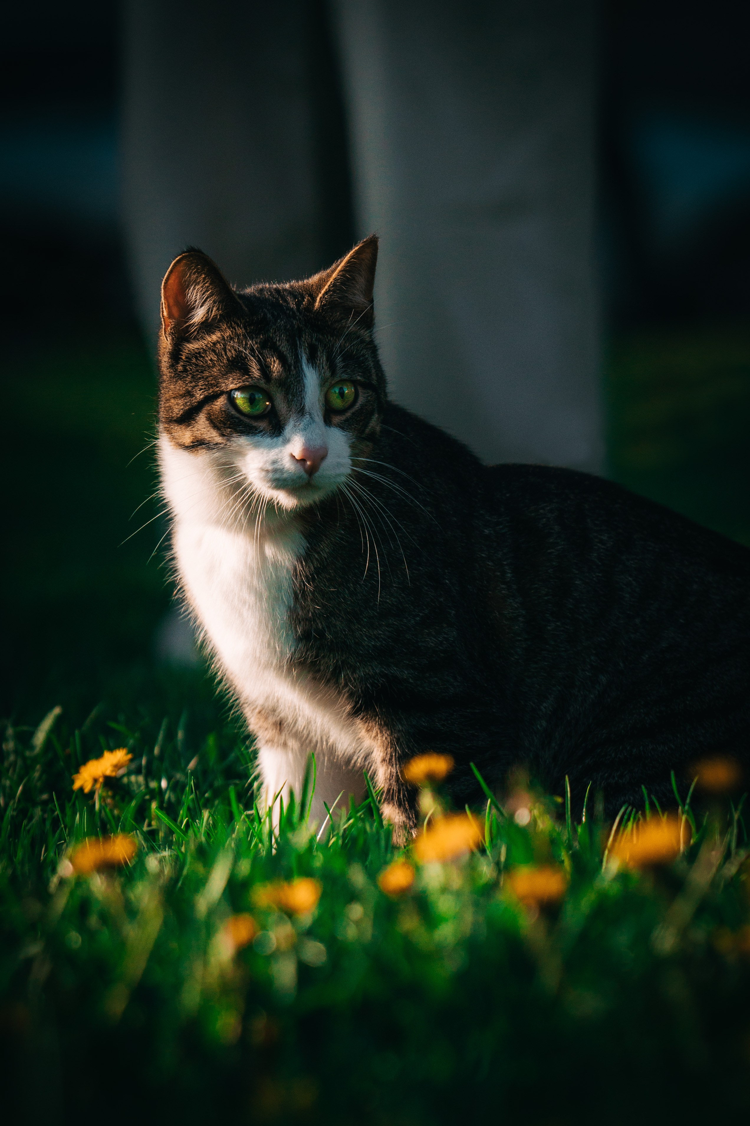 Eläimet. VEKE MEDIA