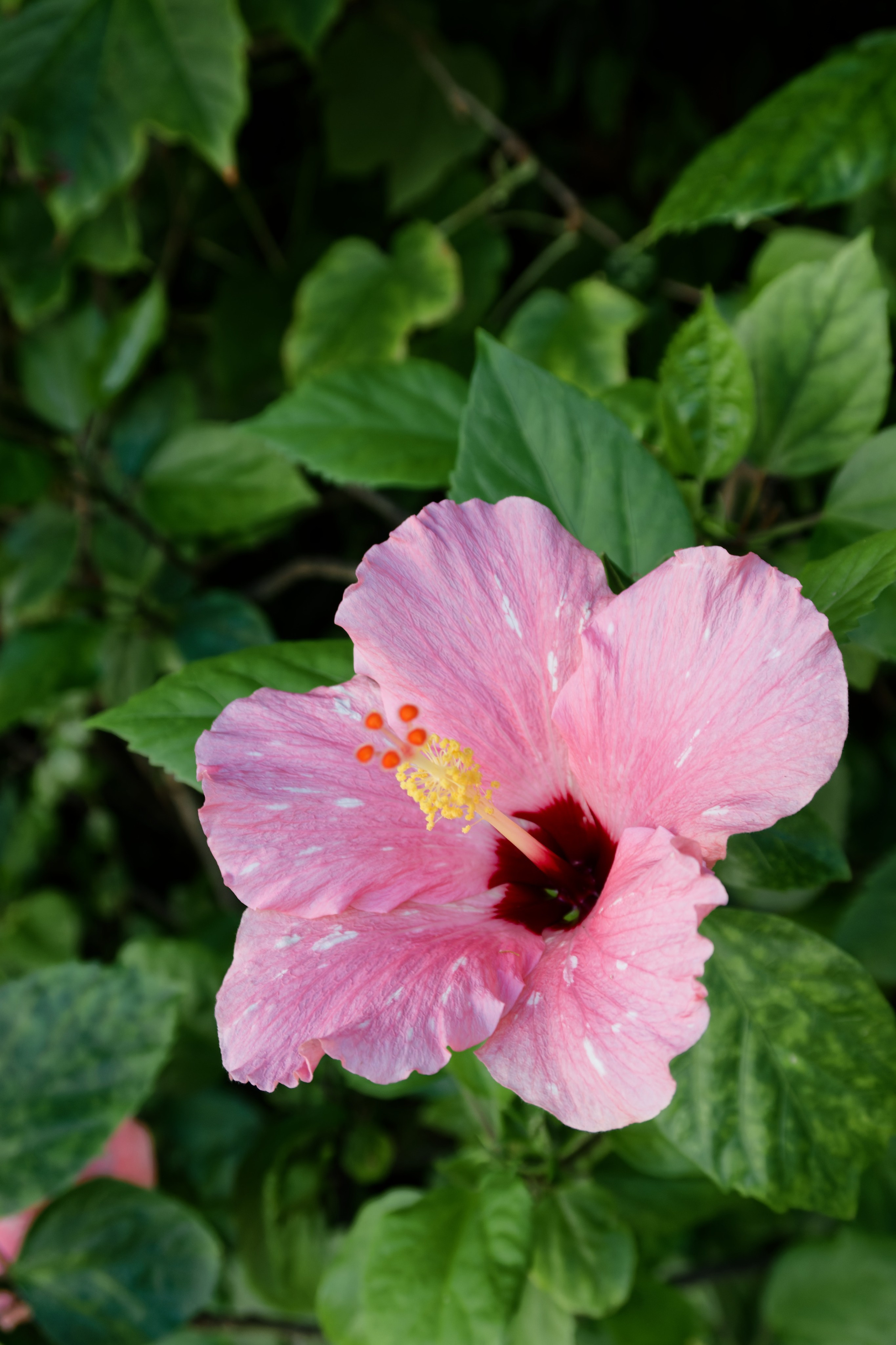 Welcome dinner of Gracie & Joe at Gran Villa Rosa