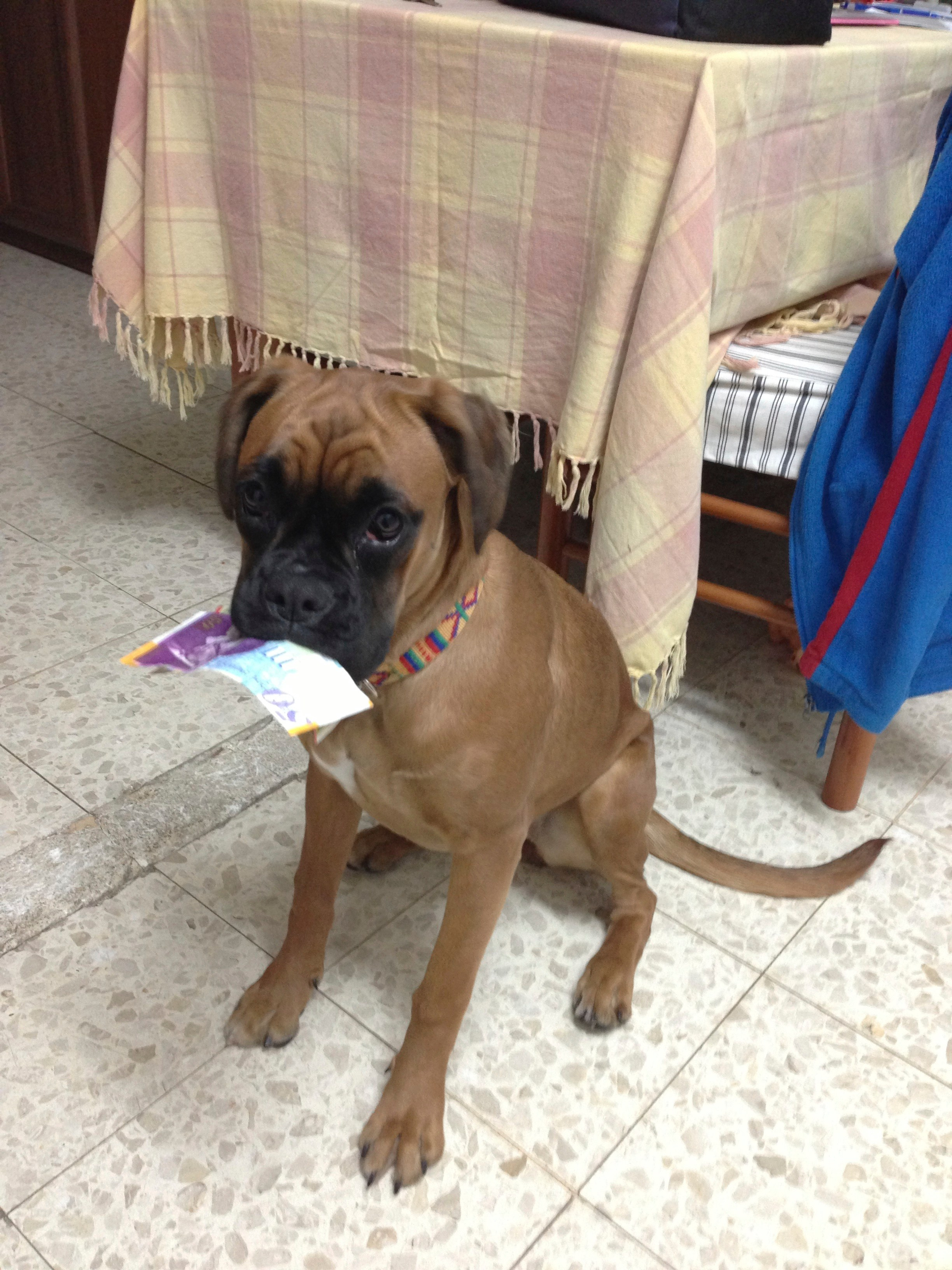 My ״Star״ Boxer Dog