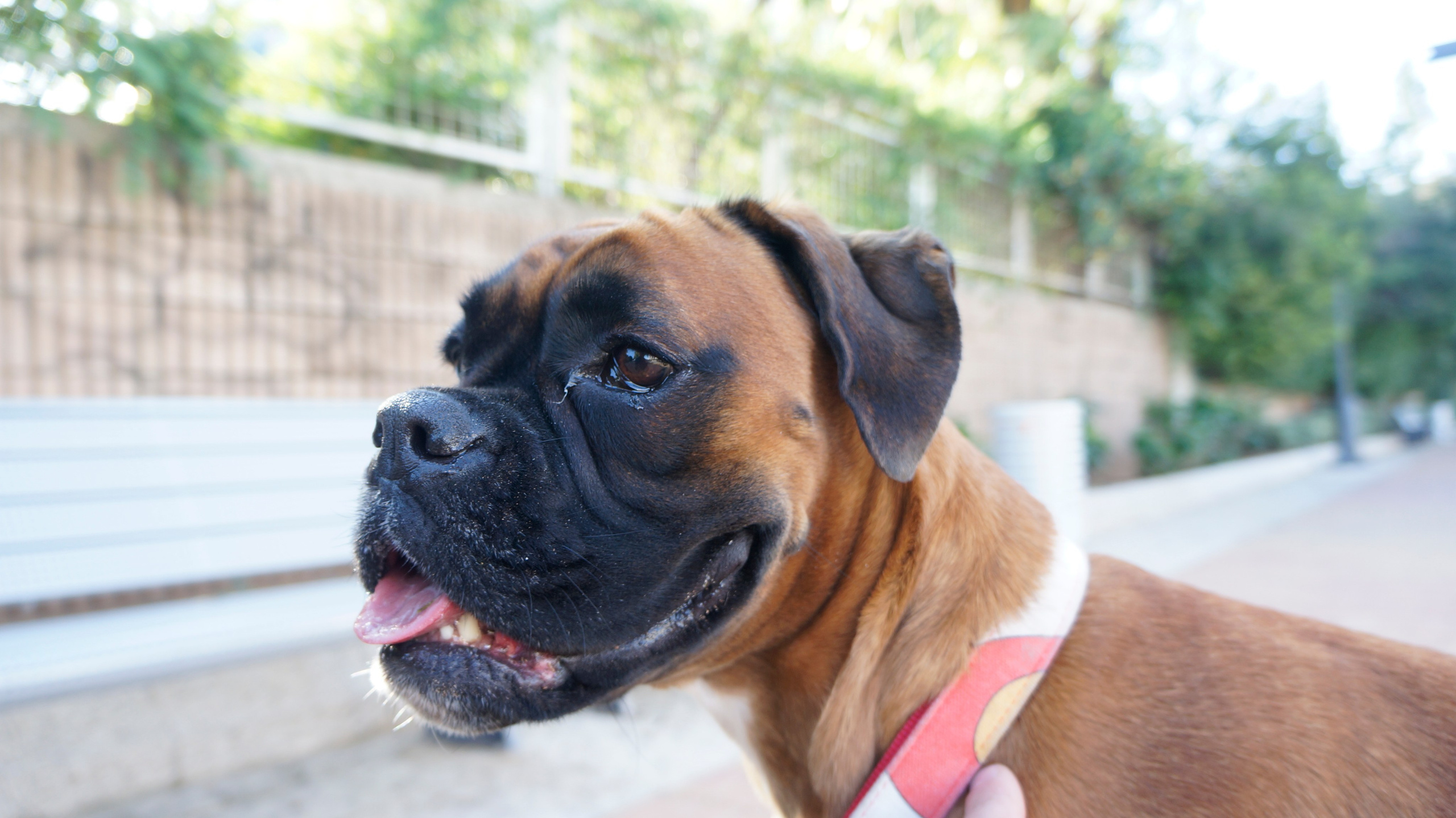 My ״Star״ Boxer Dog