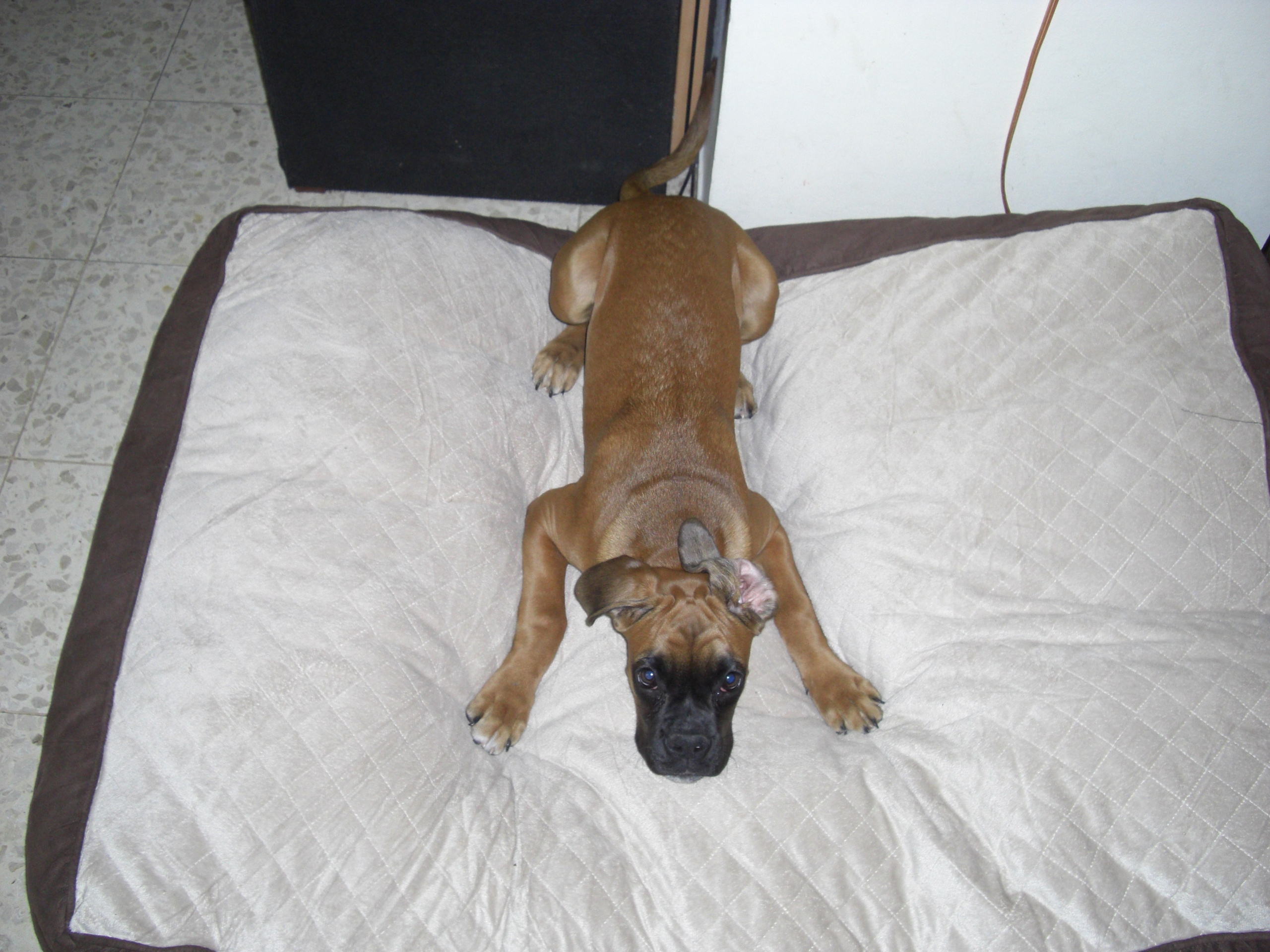 My ״Star״ Boxer Dog