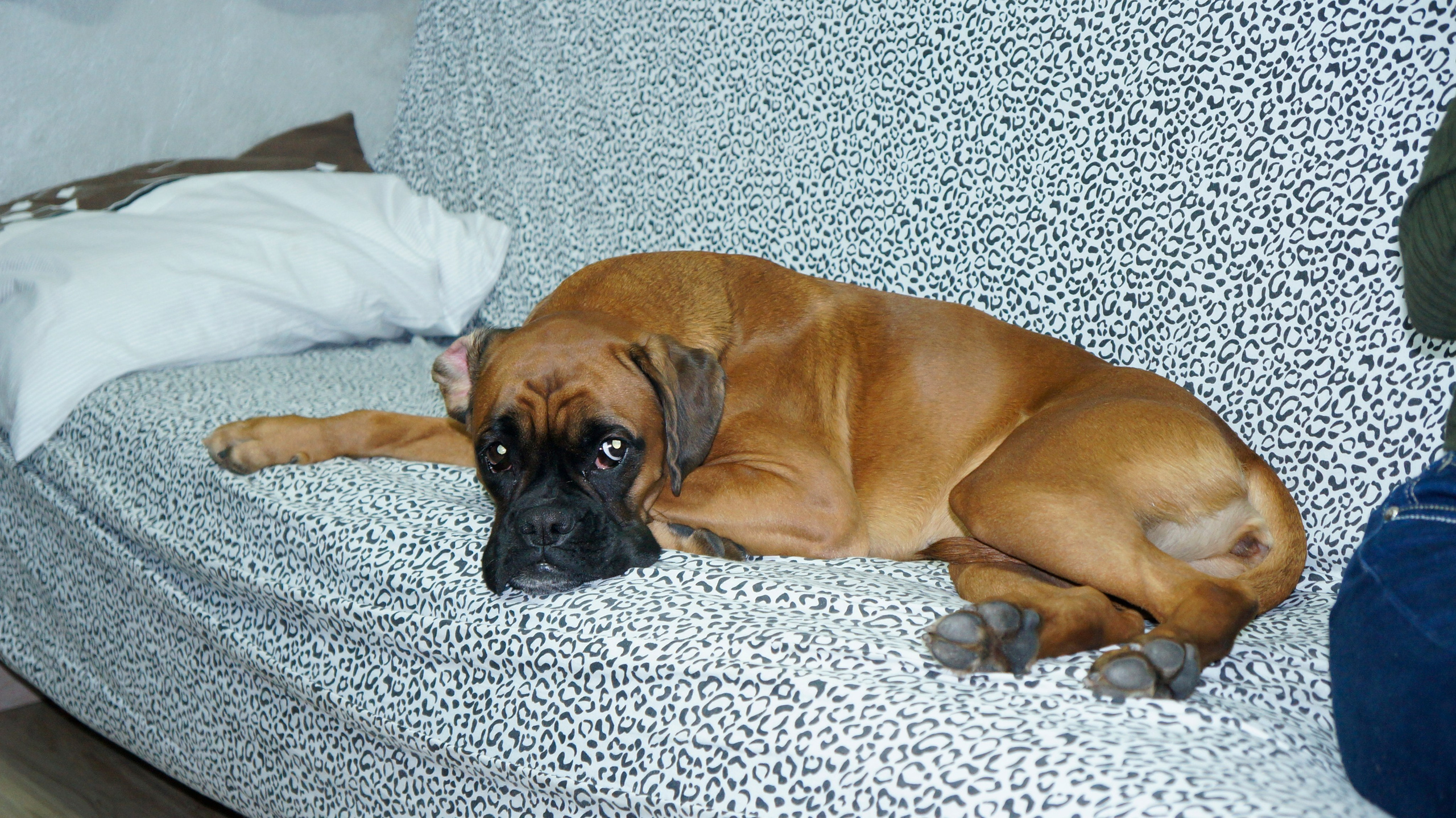 My ״Star״ Boxer Dog