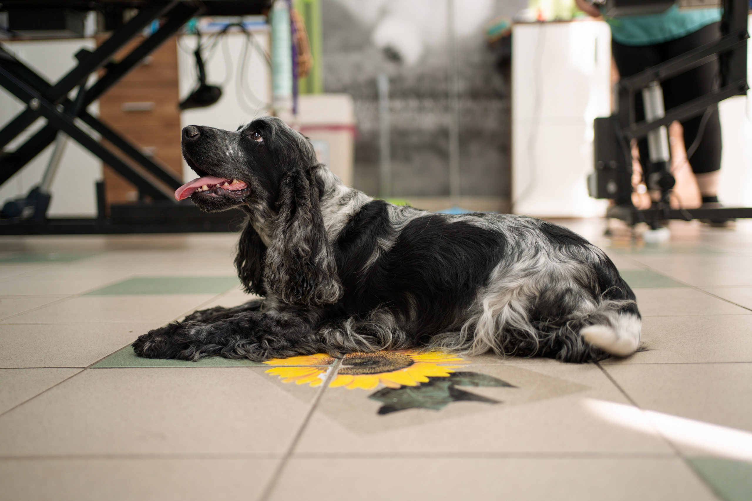 PetGroom Timisoara. Cozac Cristian Photographer