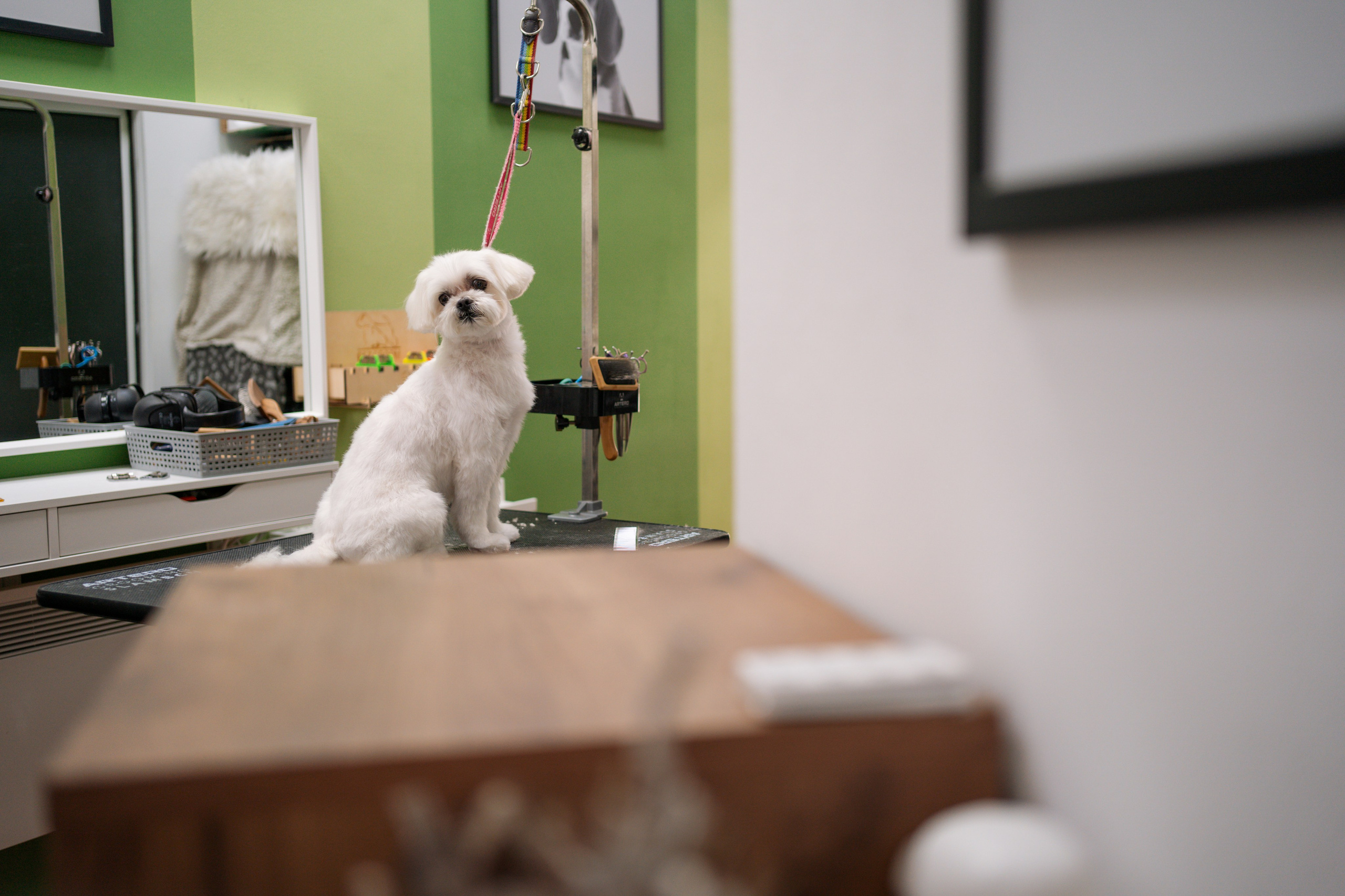 PetGroom Timisoara. Cozac Cristian Photographer