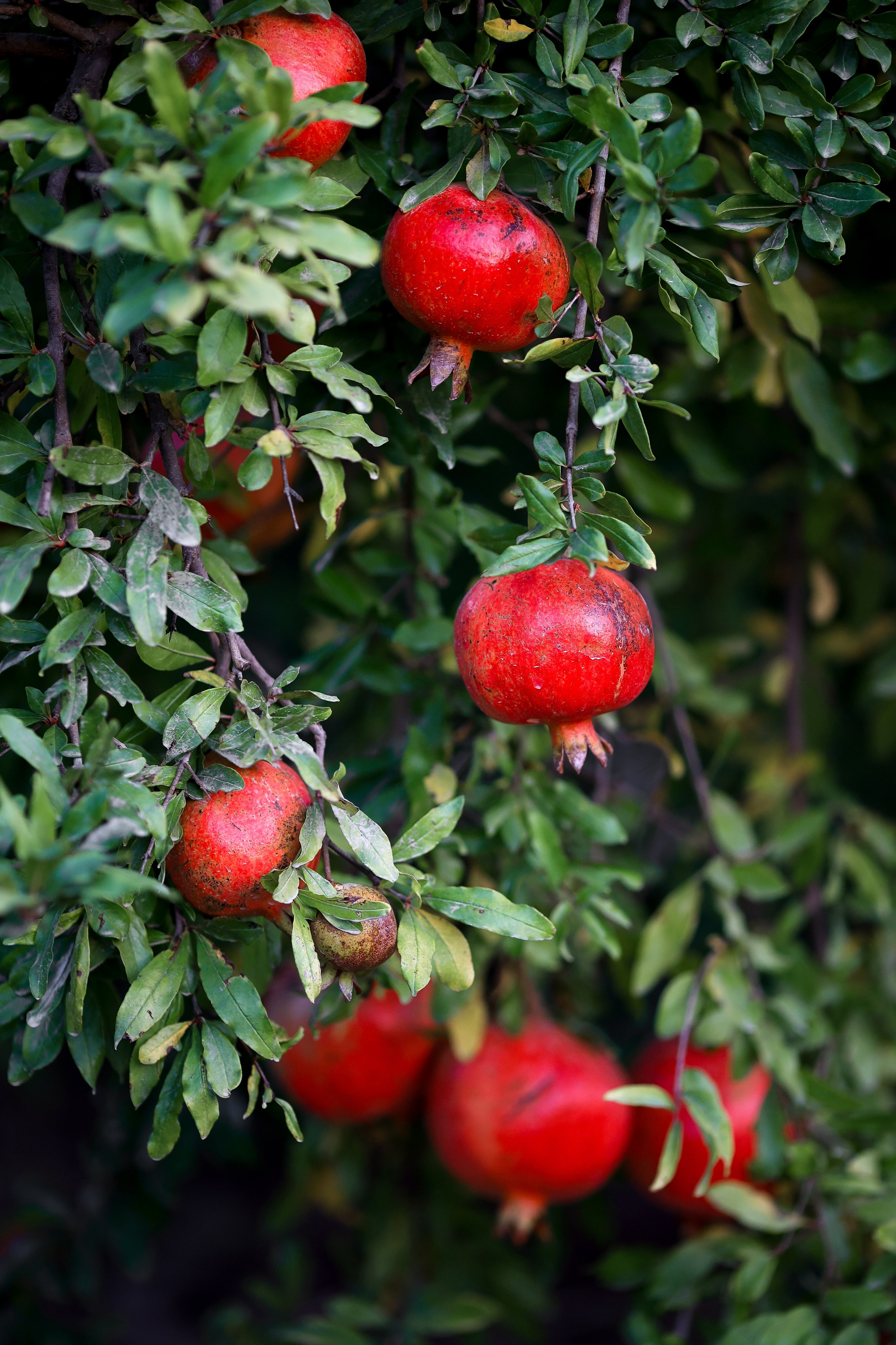 Photoshooting in pomegranate garden. Photographer in Turkey, Antalya, Kemer, Belek, Side, Kas, Fethiye