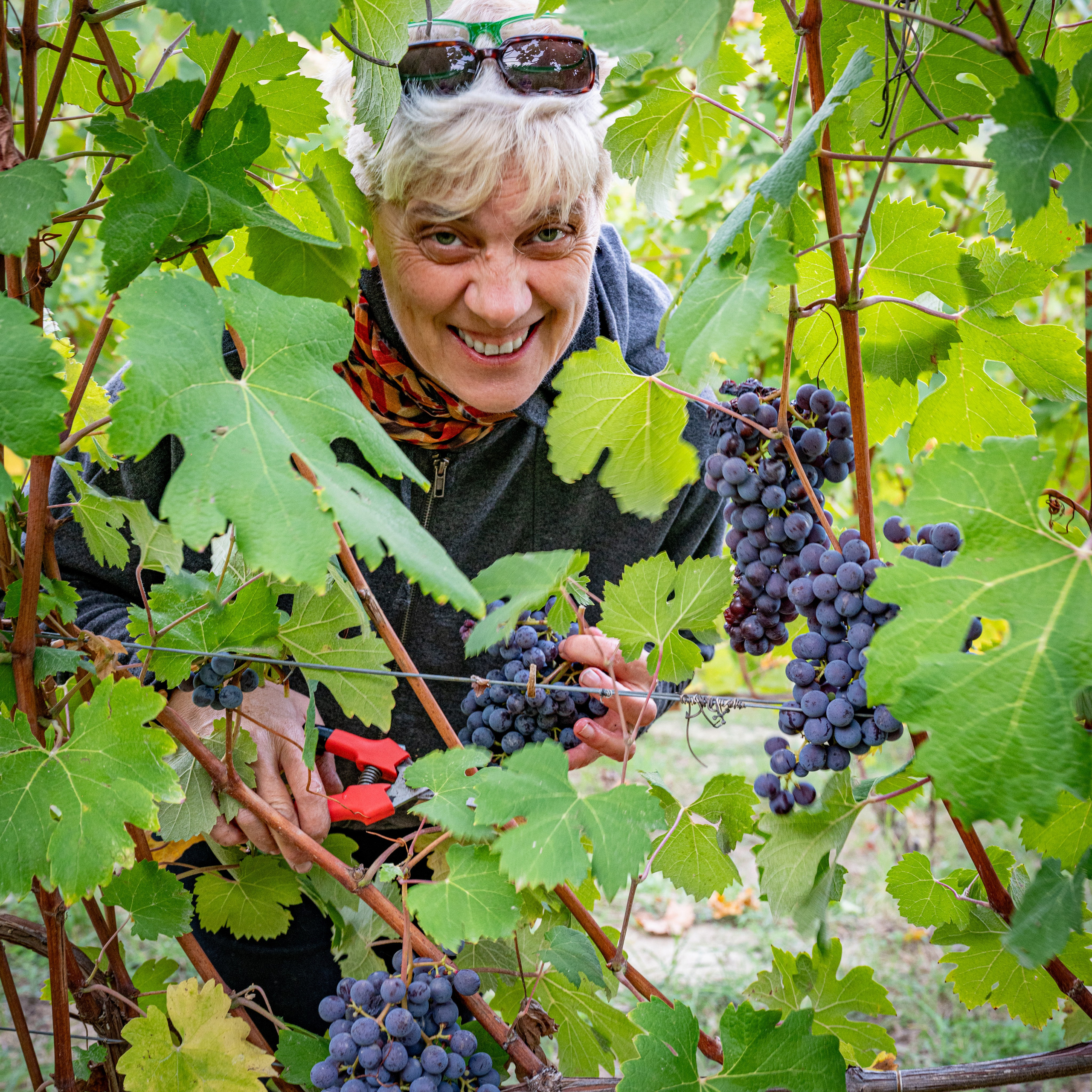 Cantine Boasso Serralunga. “Gianmaria Coscia fotografo per passione”
